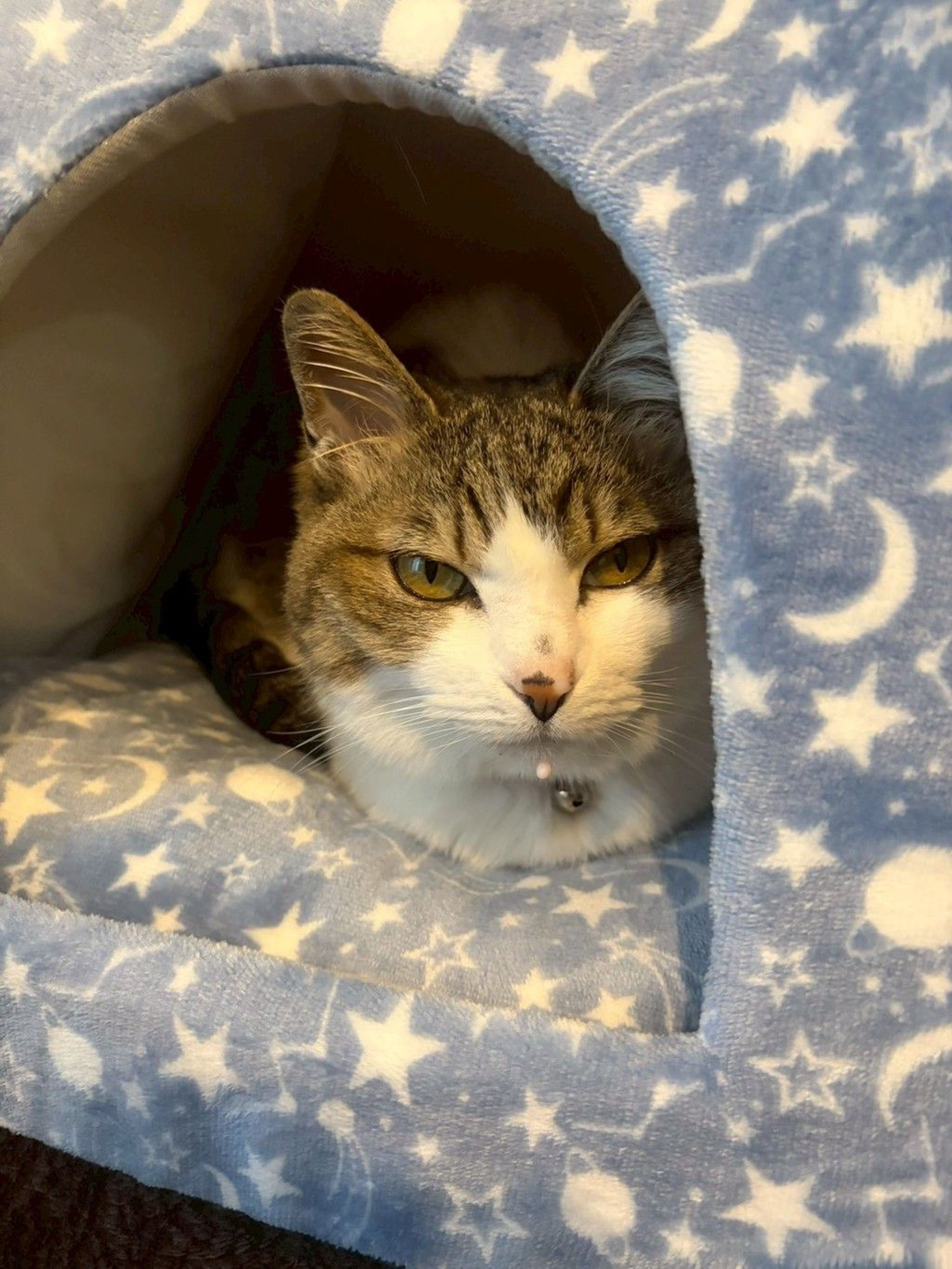 雑種（ミックス猫）・メスの里親募集の写真