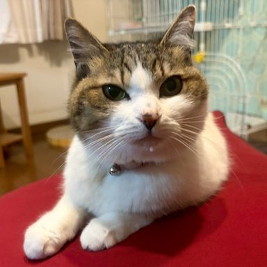 雑種（ミックス猫）・メスの里親募集の写真