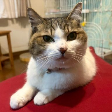 雑種（ミックス猫）・メスの里親募集の写真