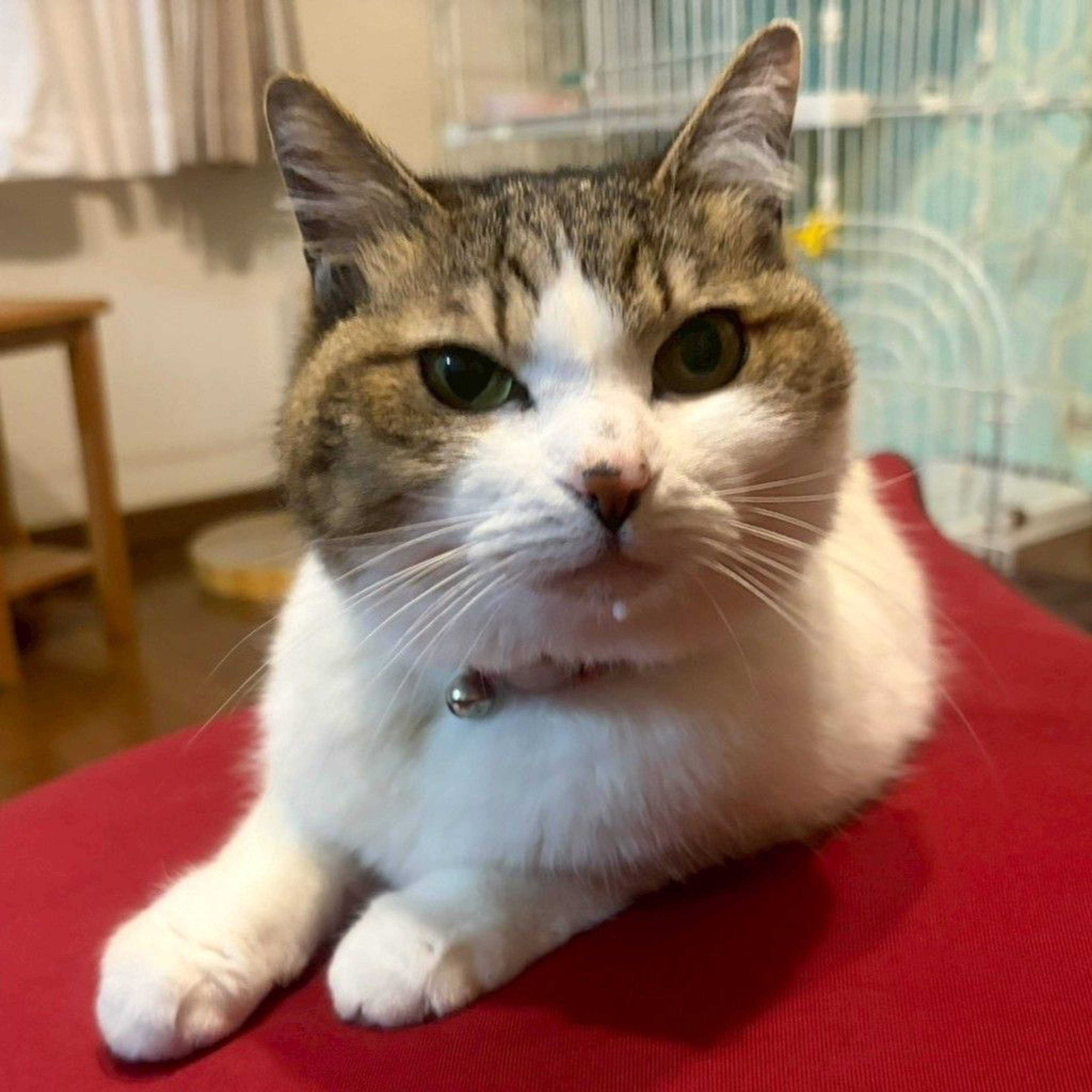 雑種（ミックス猫）・メスの里親募集の写真