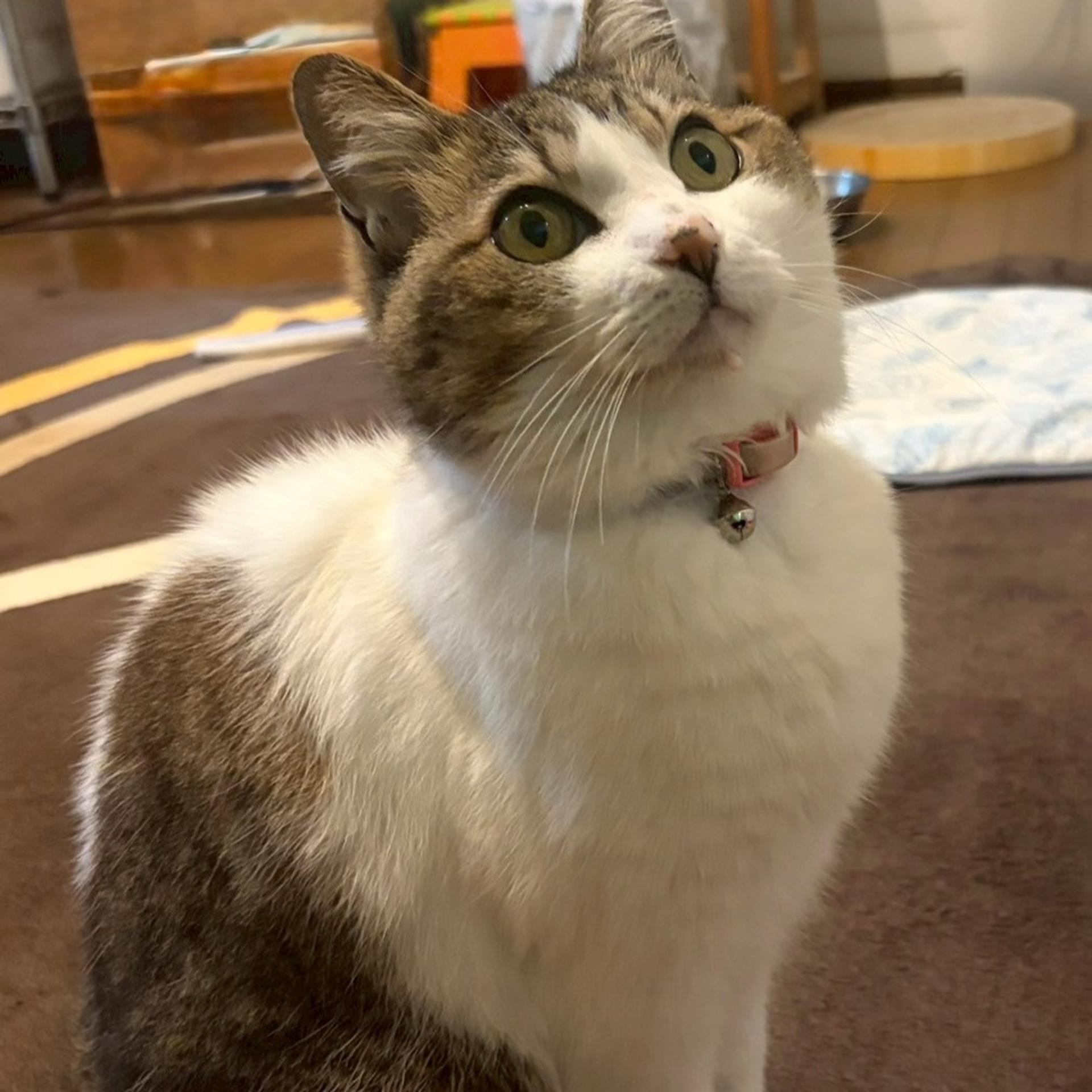 pet-image-6