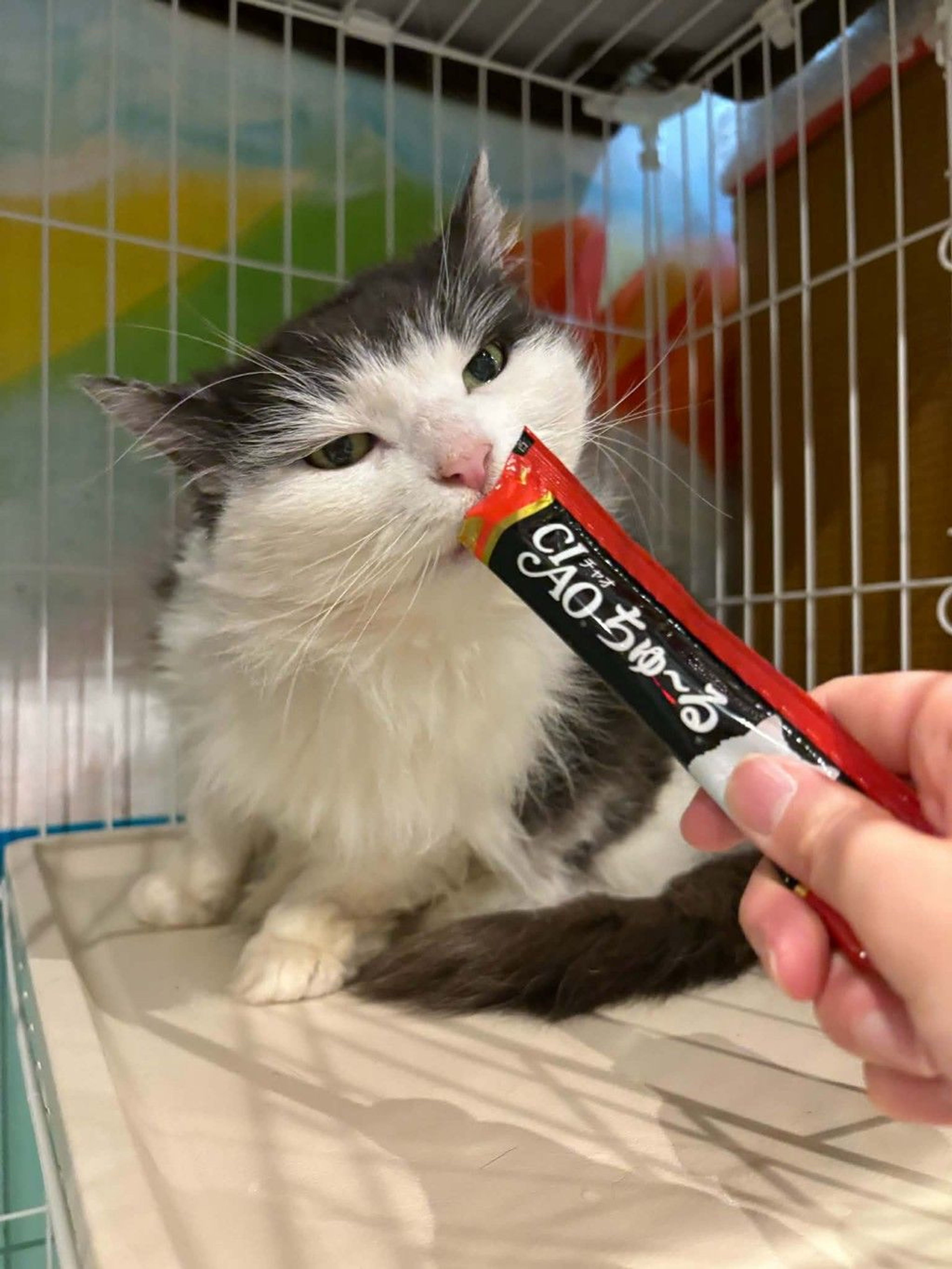 ノルウェージャンフォレストキャット・メスの里親募集の写真