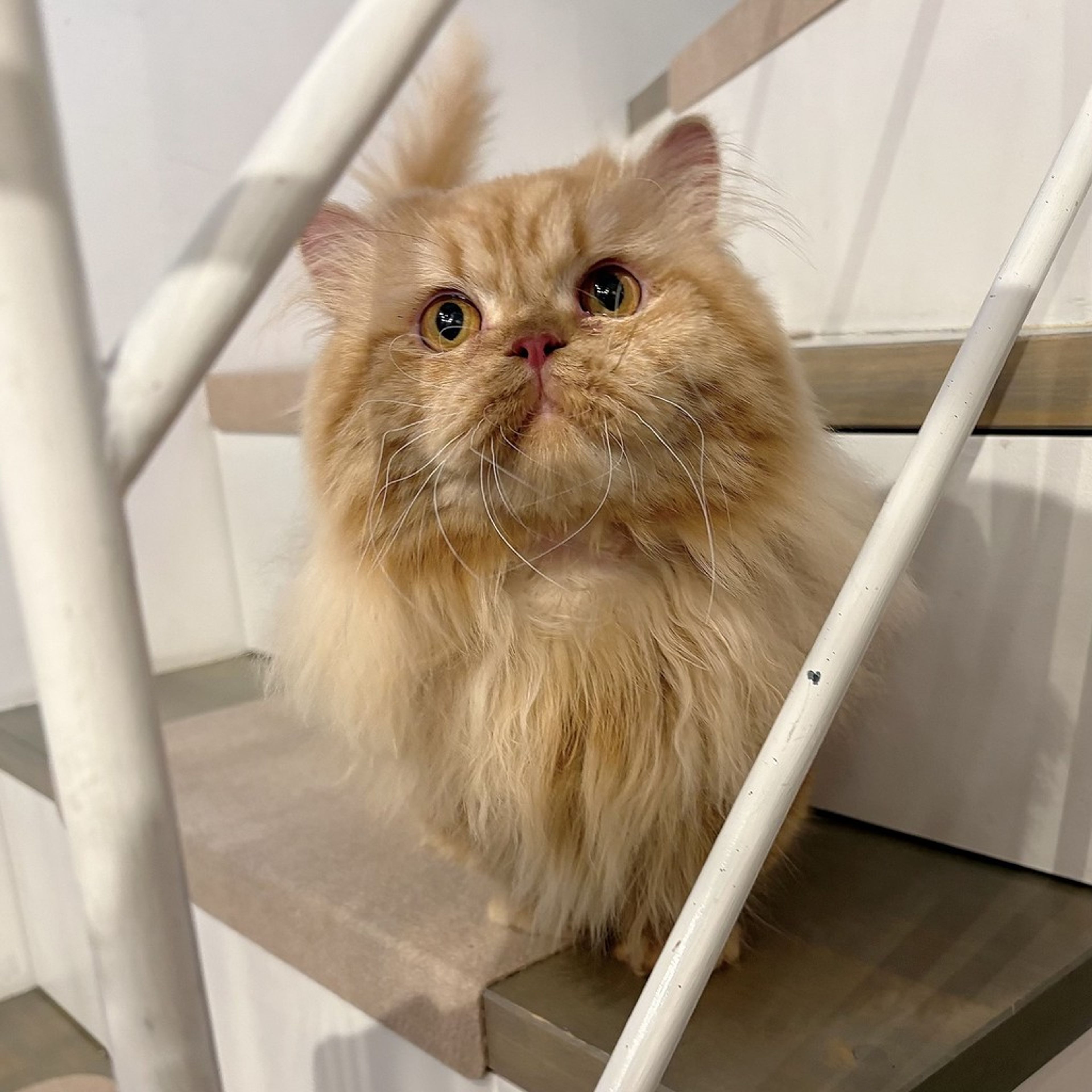 ミヌエット・オスの里親募集の写真