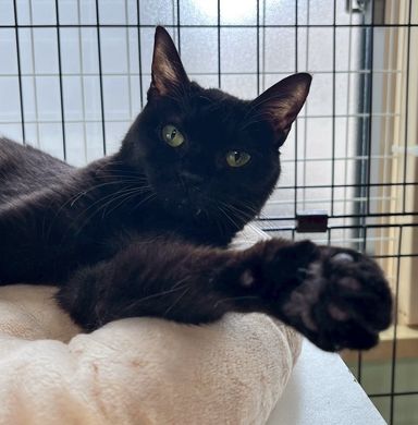 雑種（ミックス猫）・メスの里親募集の写真