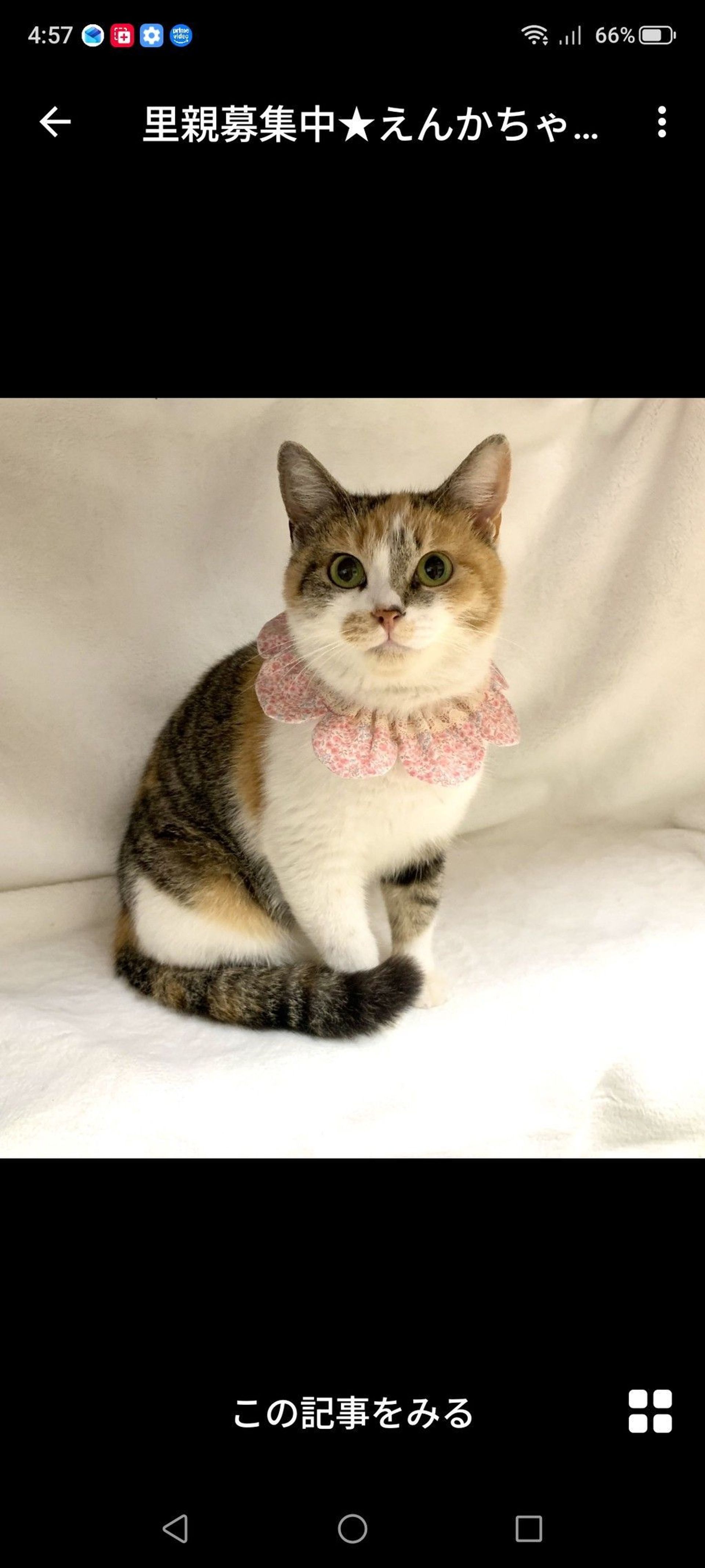 雑種（ミックス猫）・オスの里親募集の写真