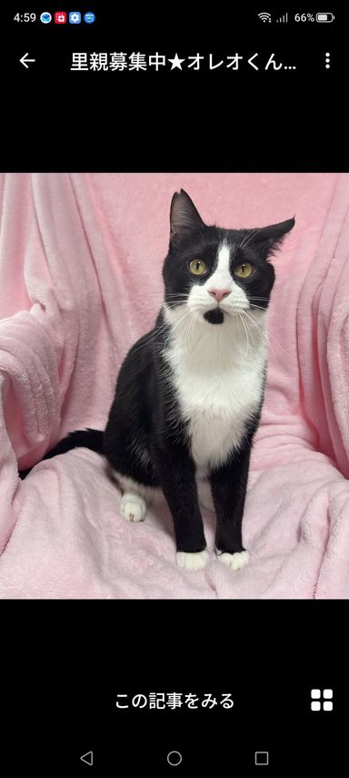 雑種（ミックス猫）・オスの里親募集の写真