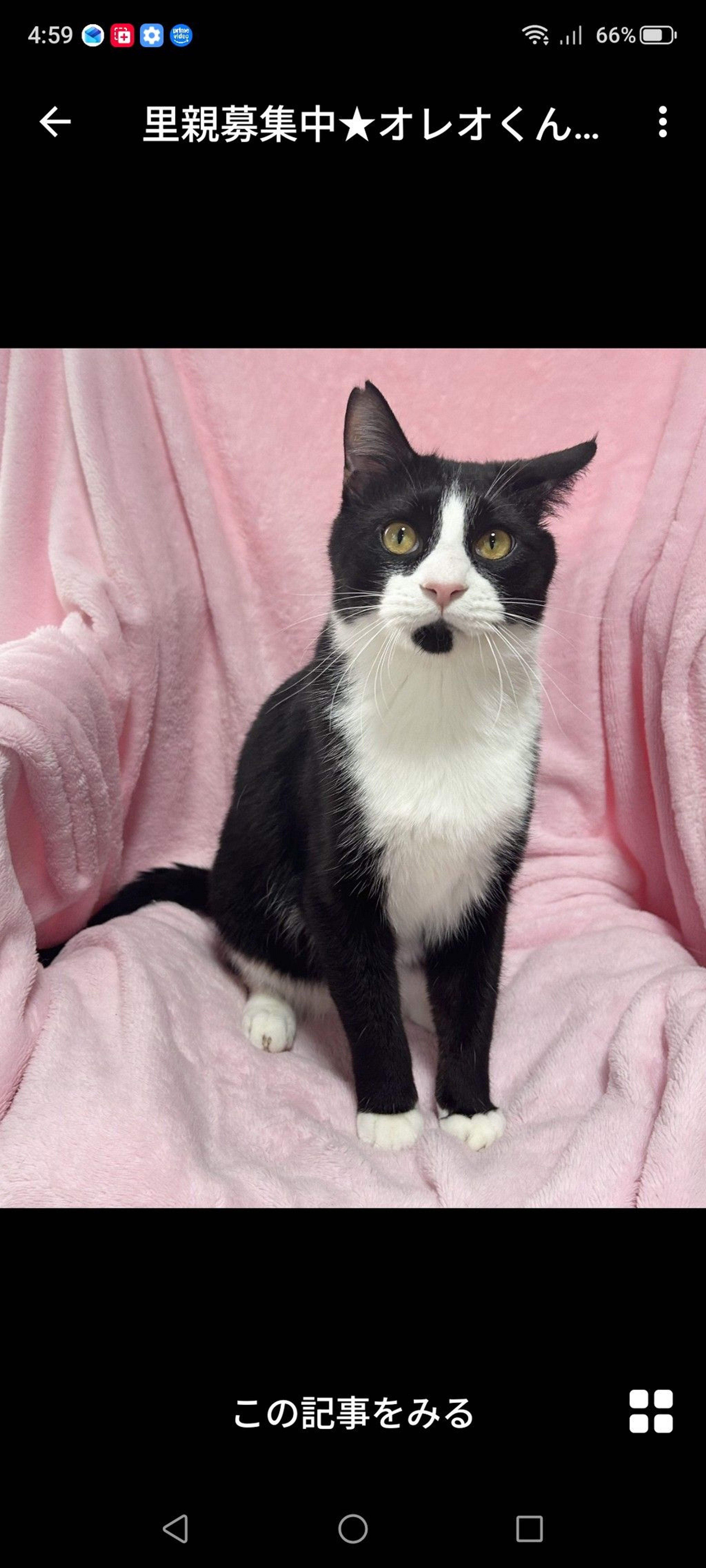 雑種（ミックス猫）・オスの里親募集の写真