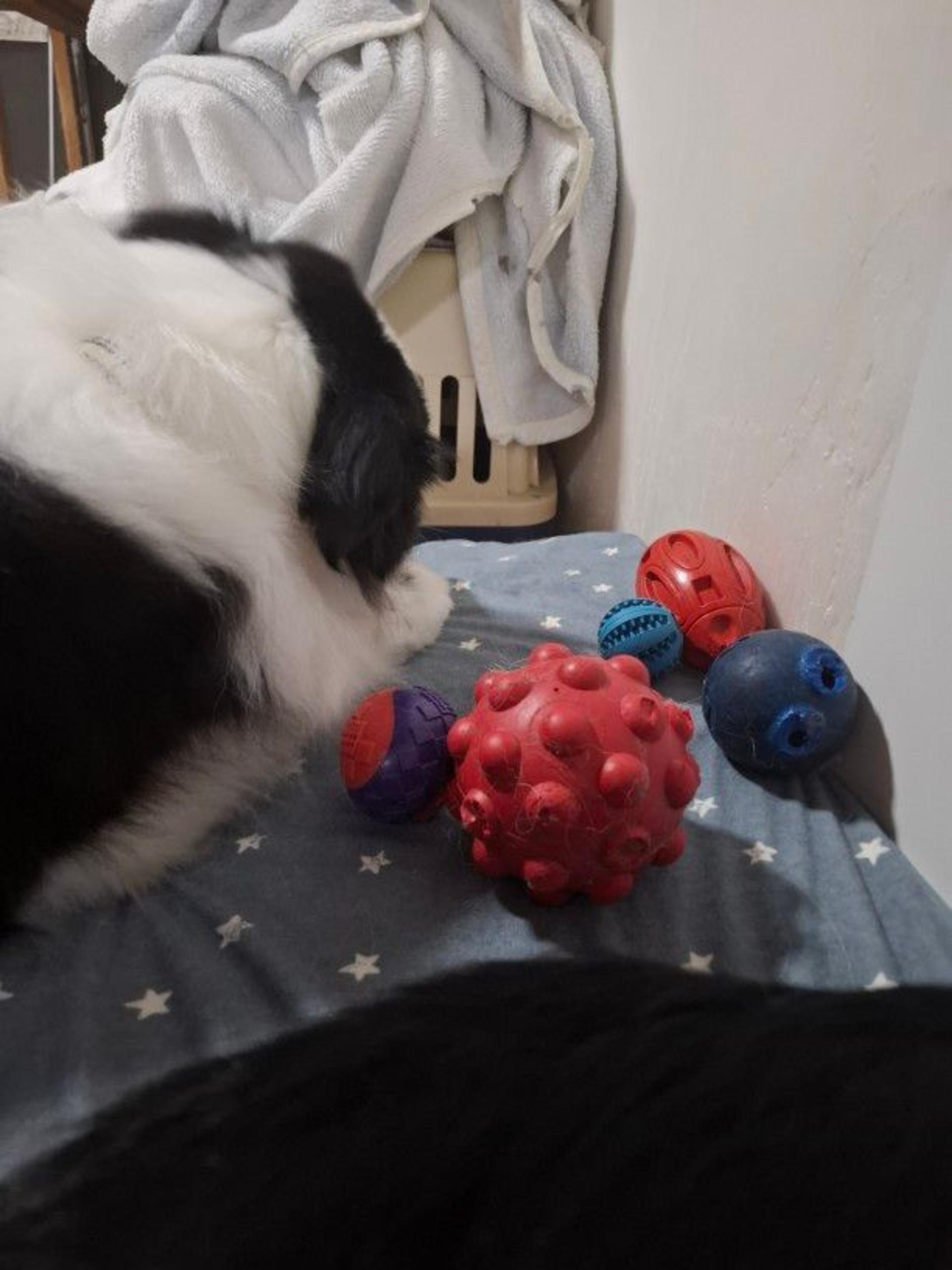 pet-image-3