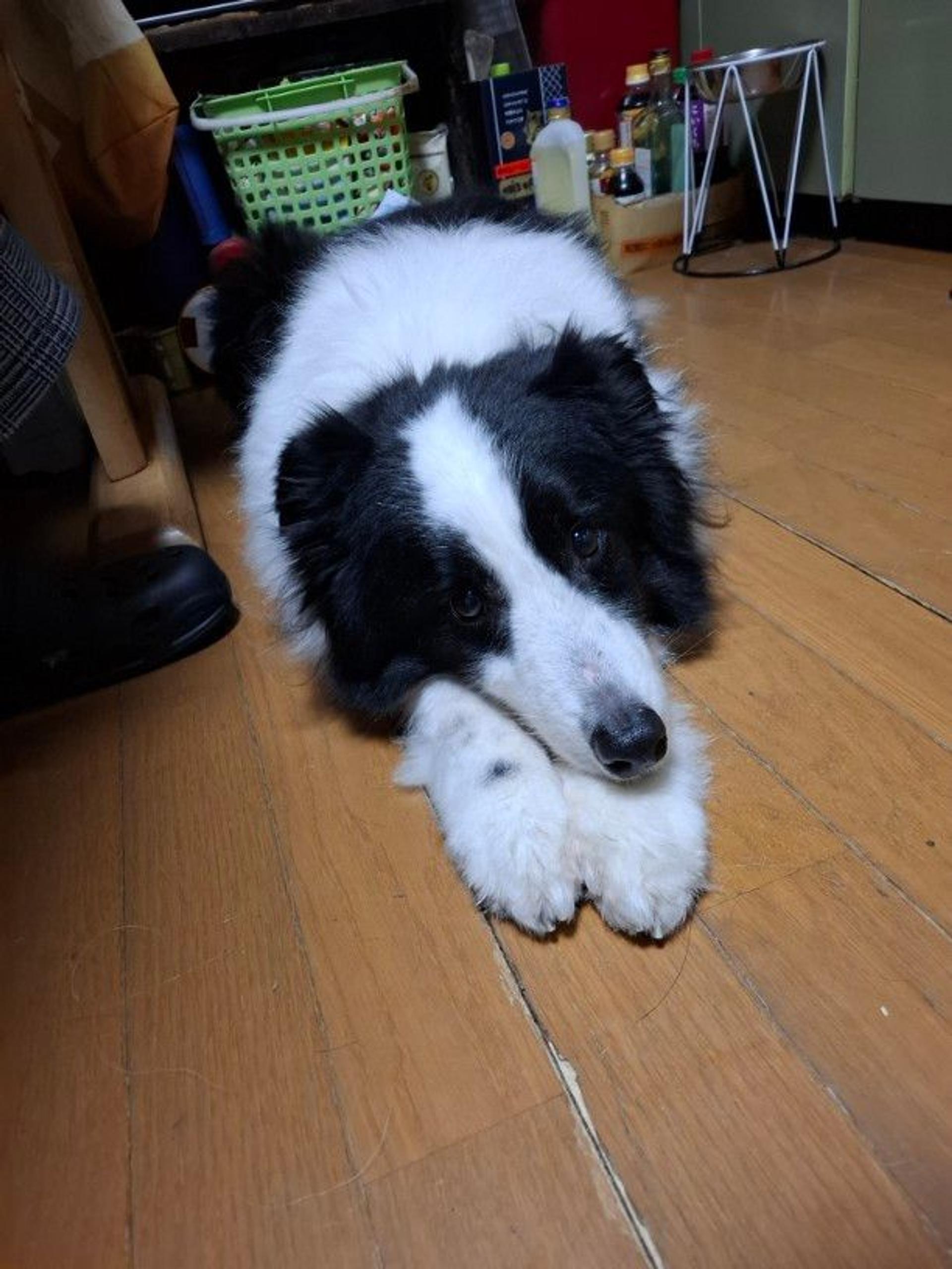pet-image-4