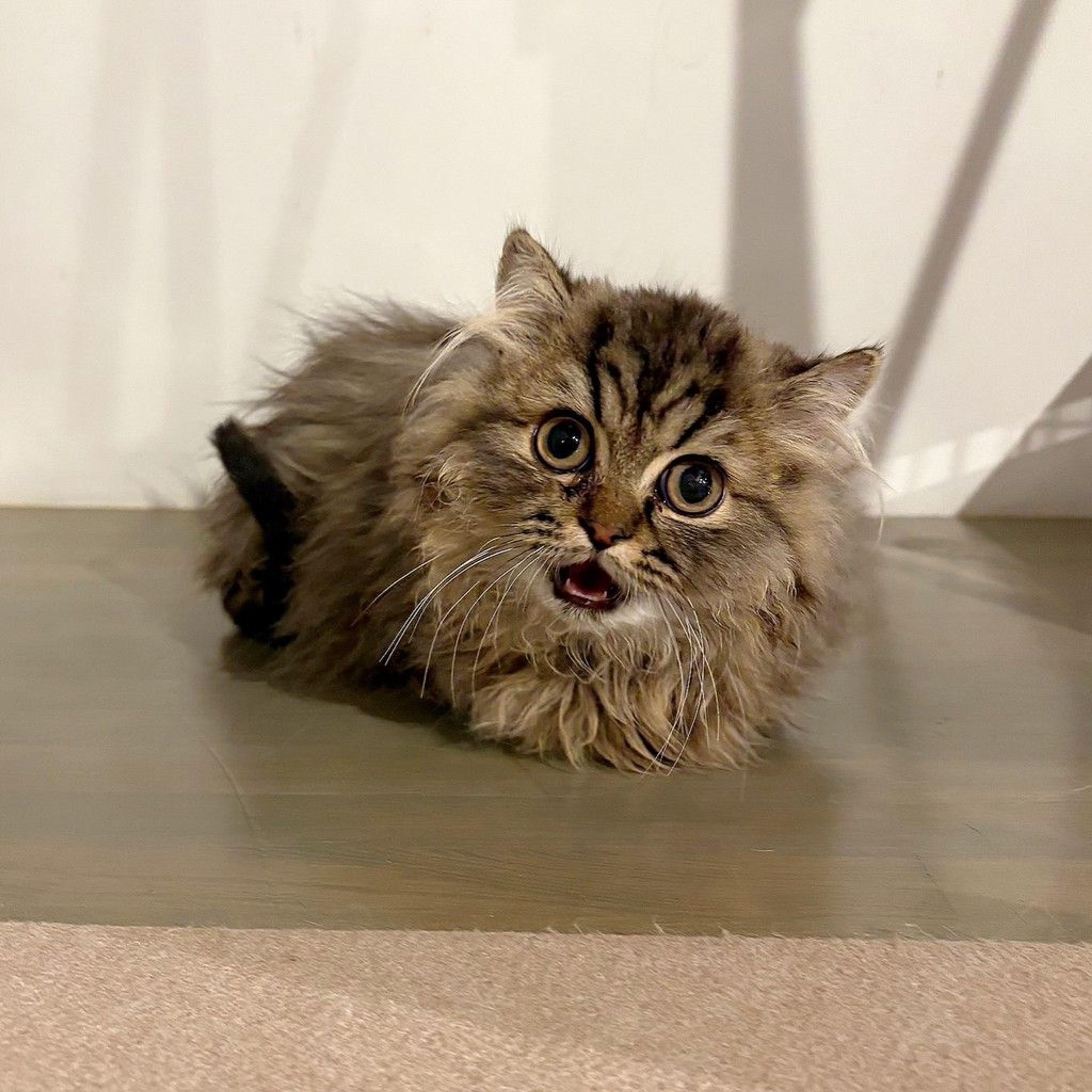 ミヌエット・オスの里親募集の写真