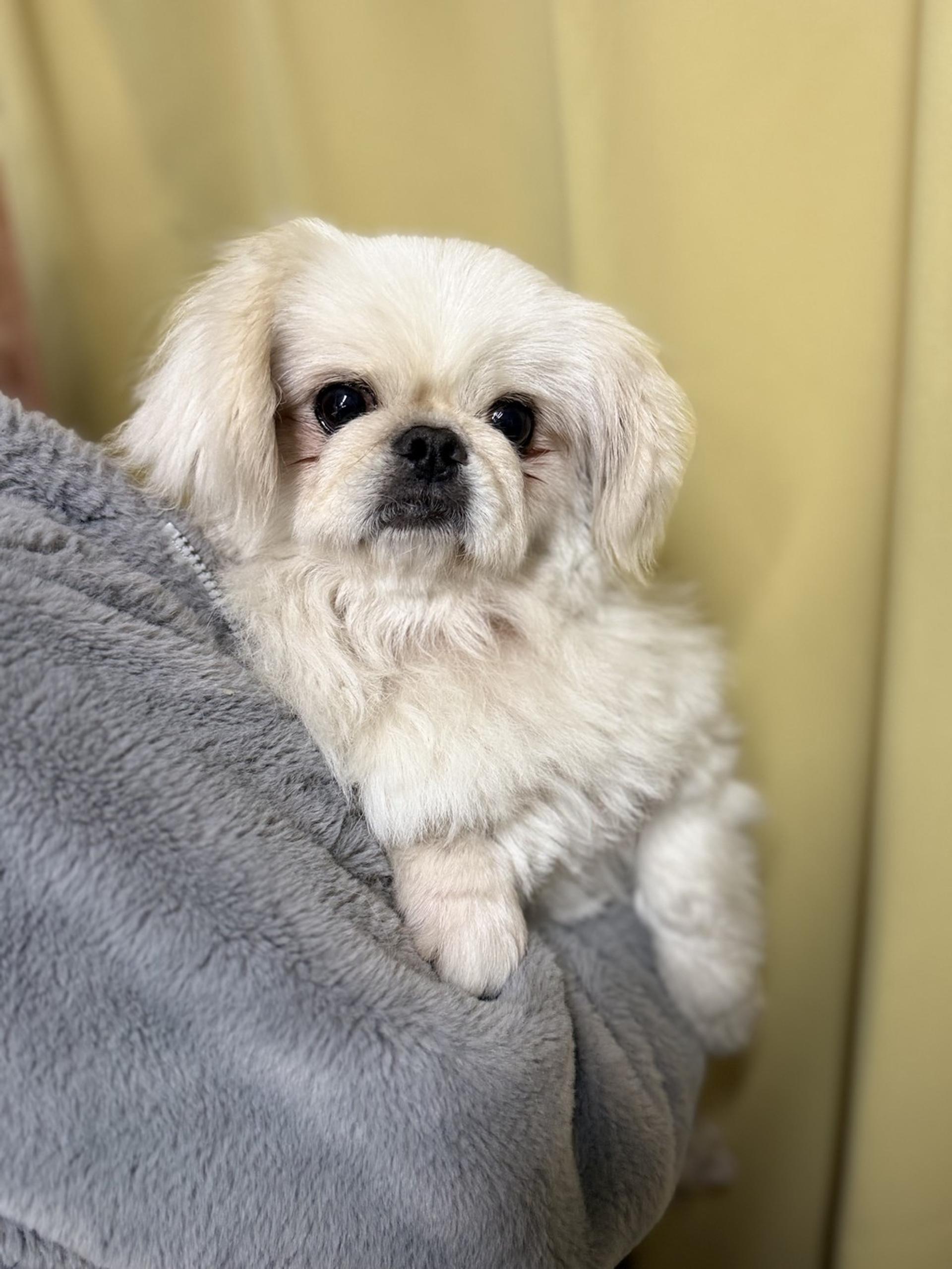 pet-image-3