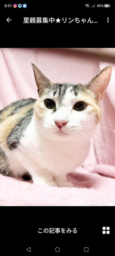 雑種（ミックス猫）・メスの里親募集の写真