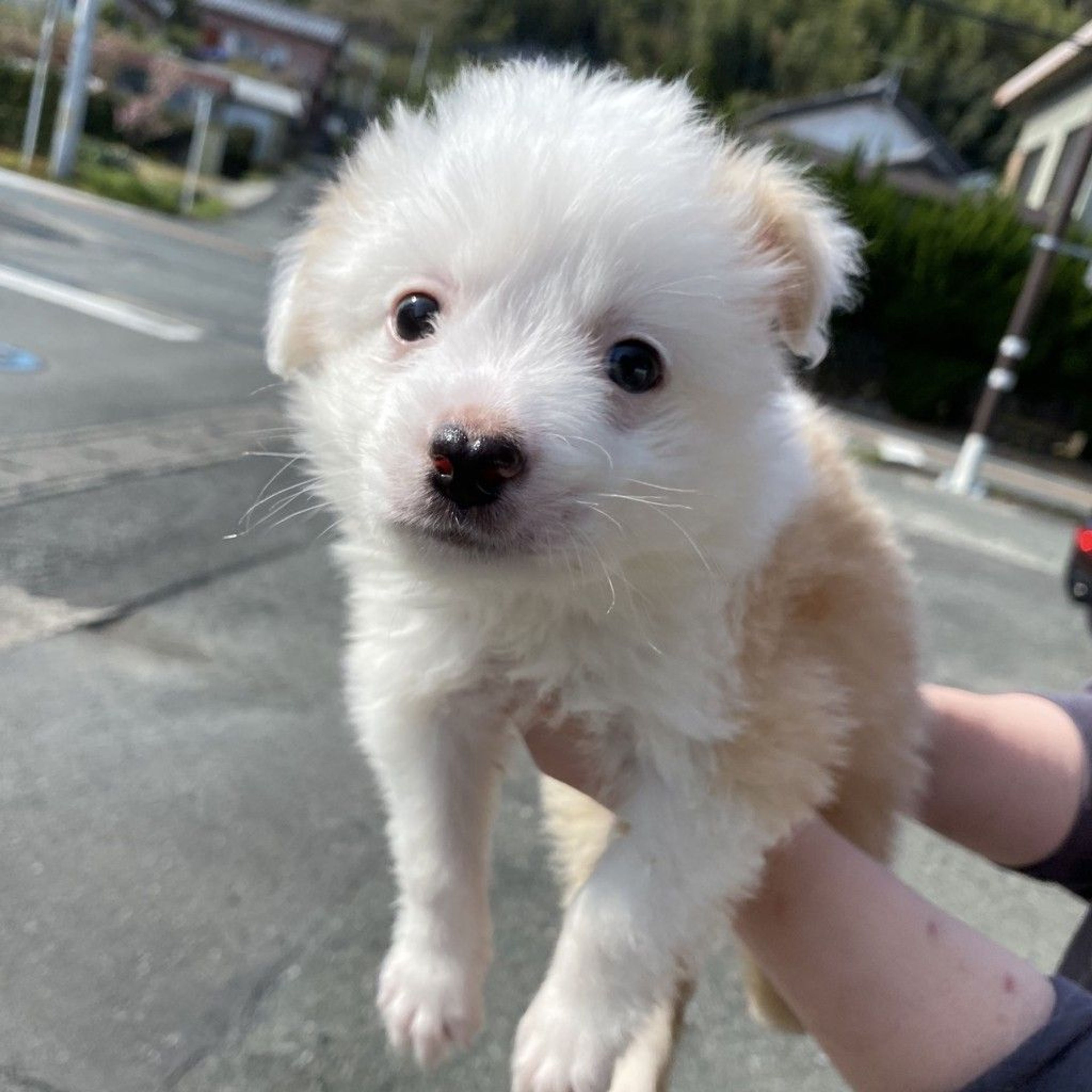 ボーダー・コリー・オスの里親募集の写真