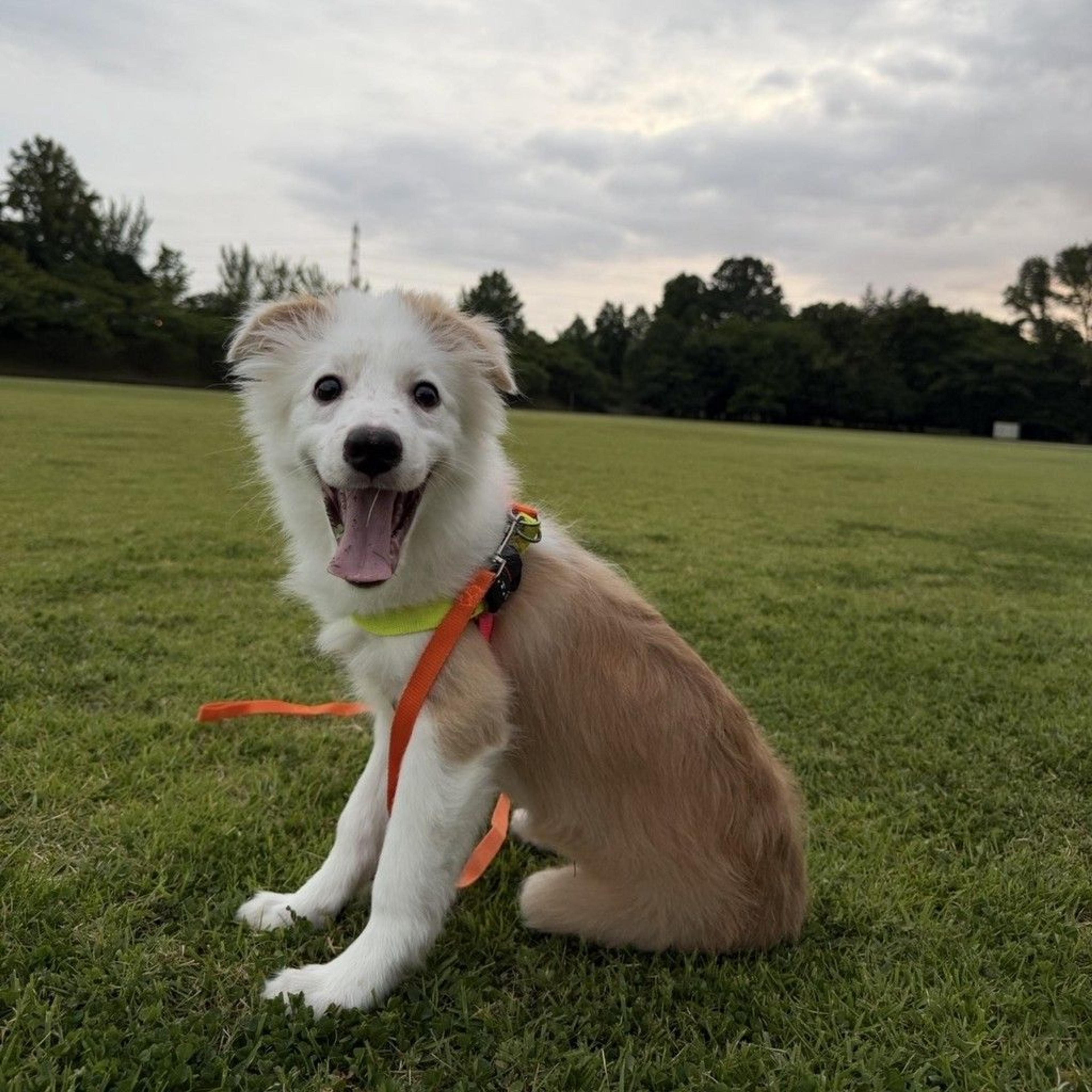 pet-image-2