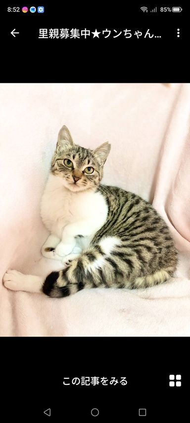 雑種（ミックス猫）・メスの里親募集の写真