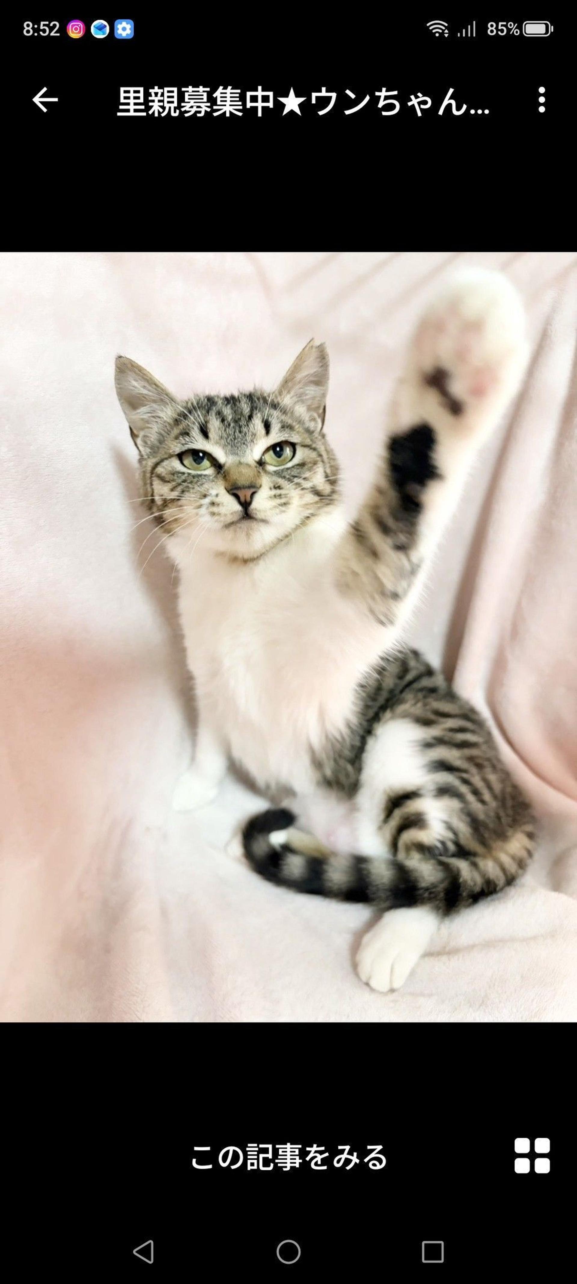 pet-image-2