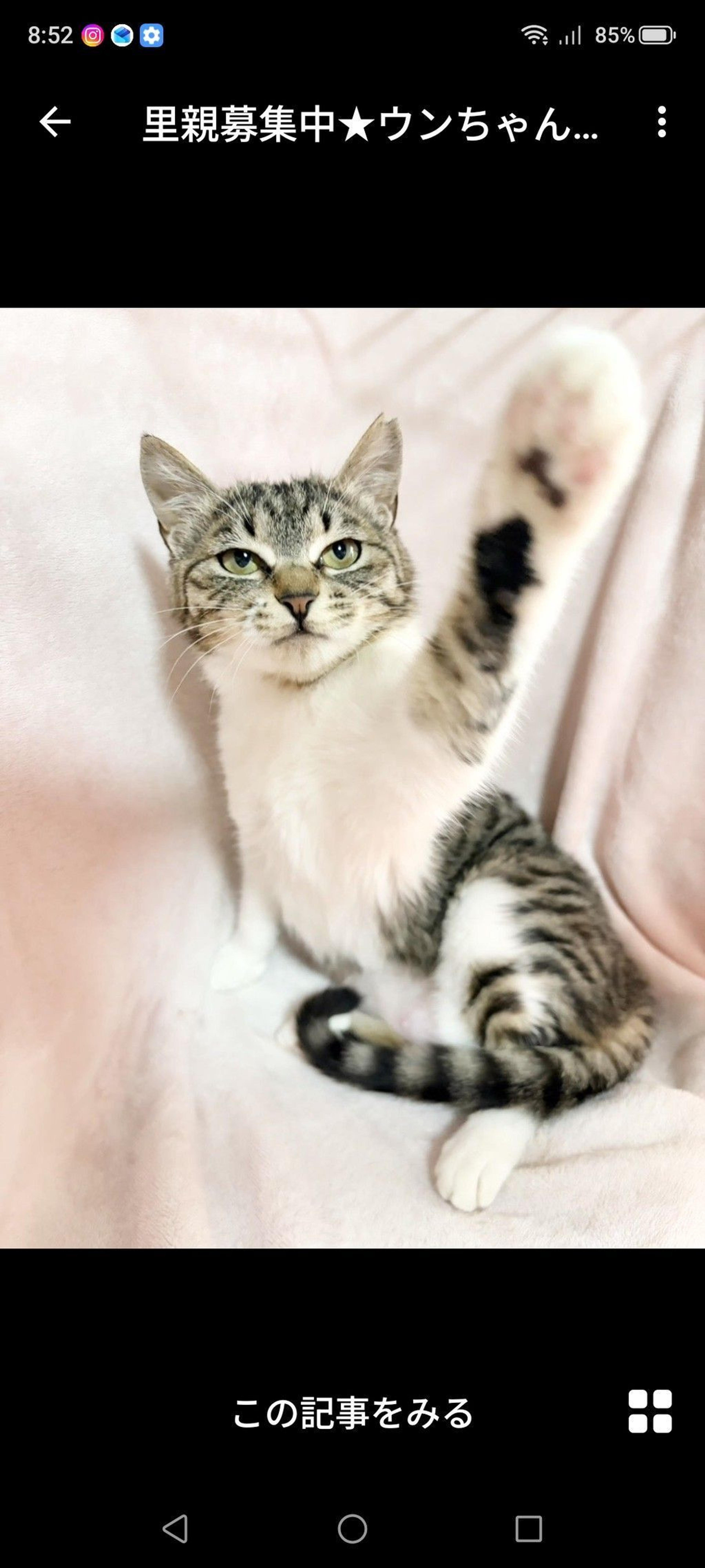 pet-image-2