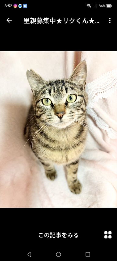 雑種（ミックス猫）・オスの里親募集の写真