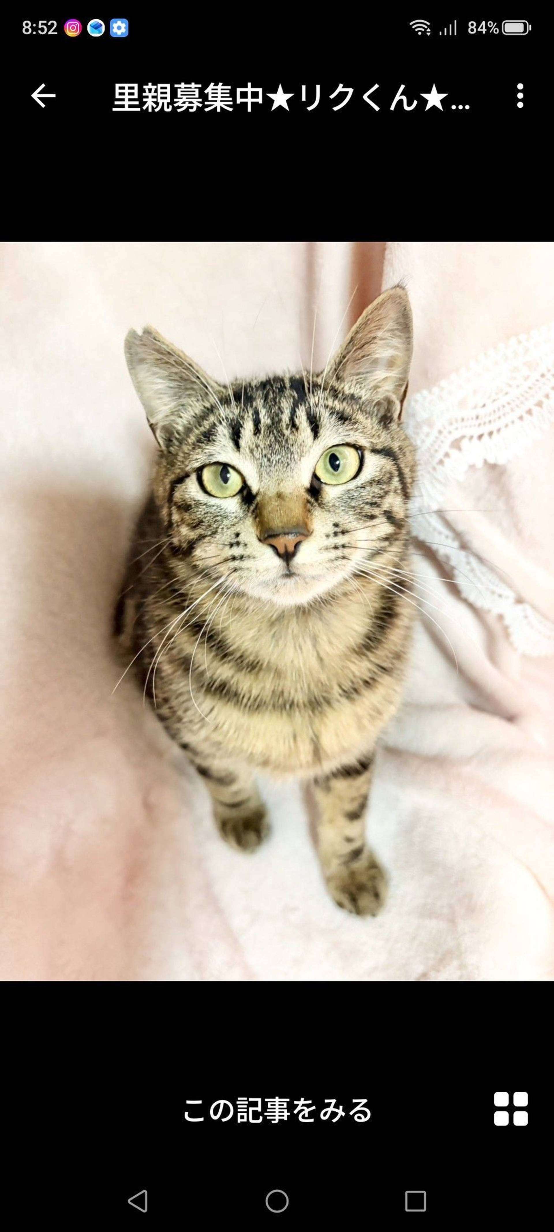 雑種（ミックス猫）・オスの里親募集の写真