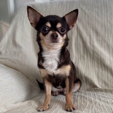 チワワ・メスの里親募集の写真