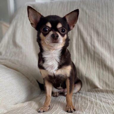チワワ・メスの里親募集の写真