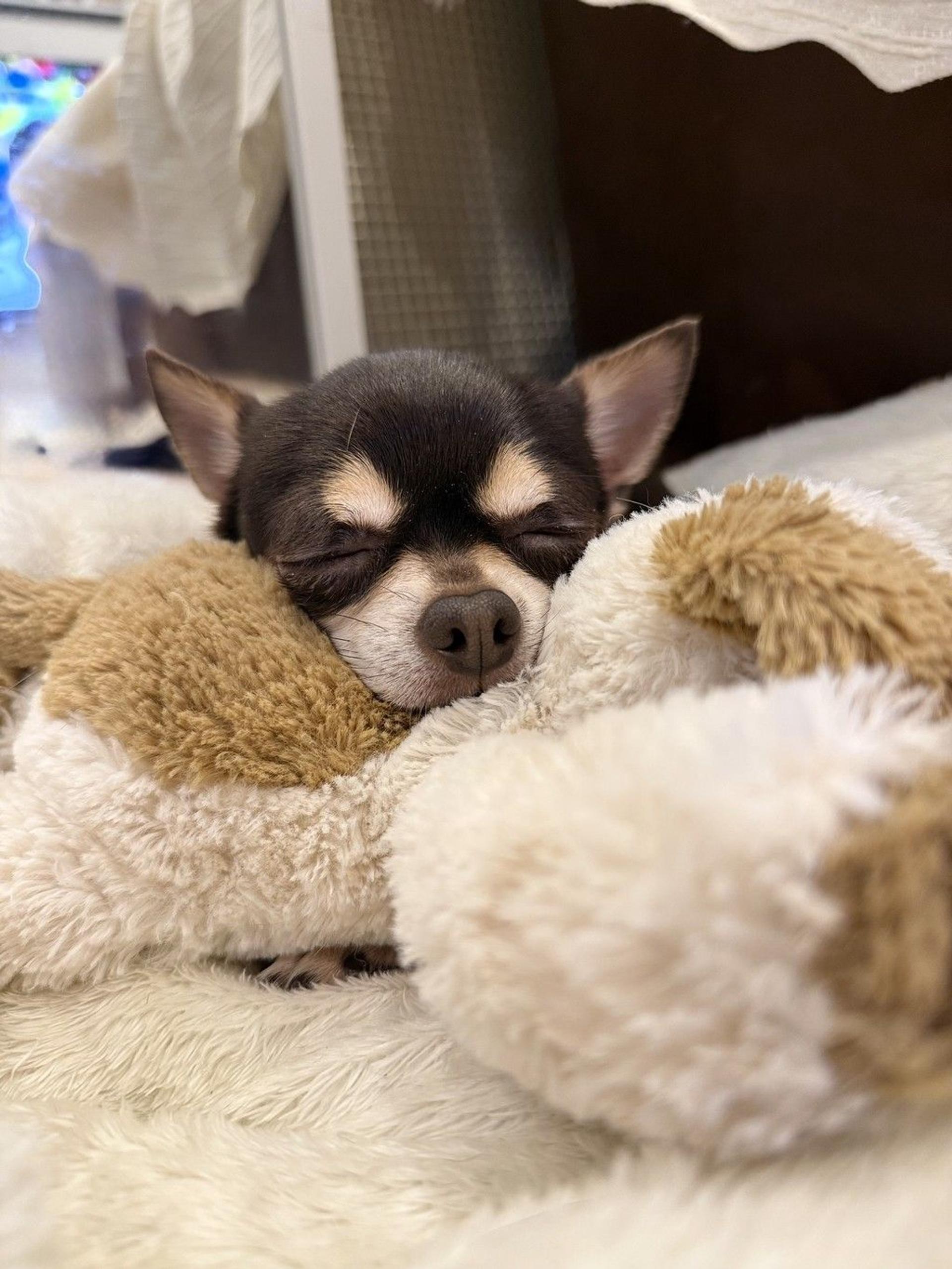 pet-image-3