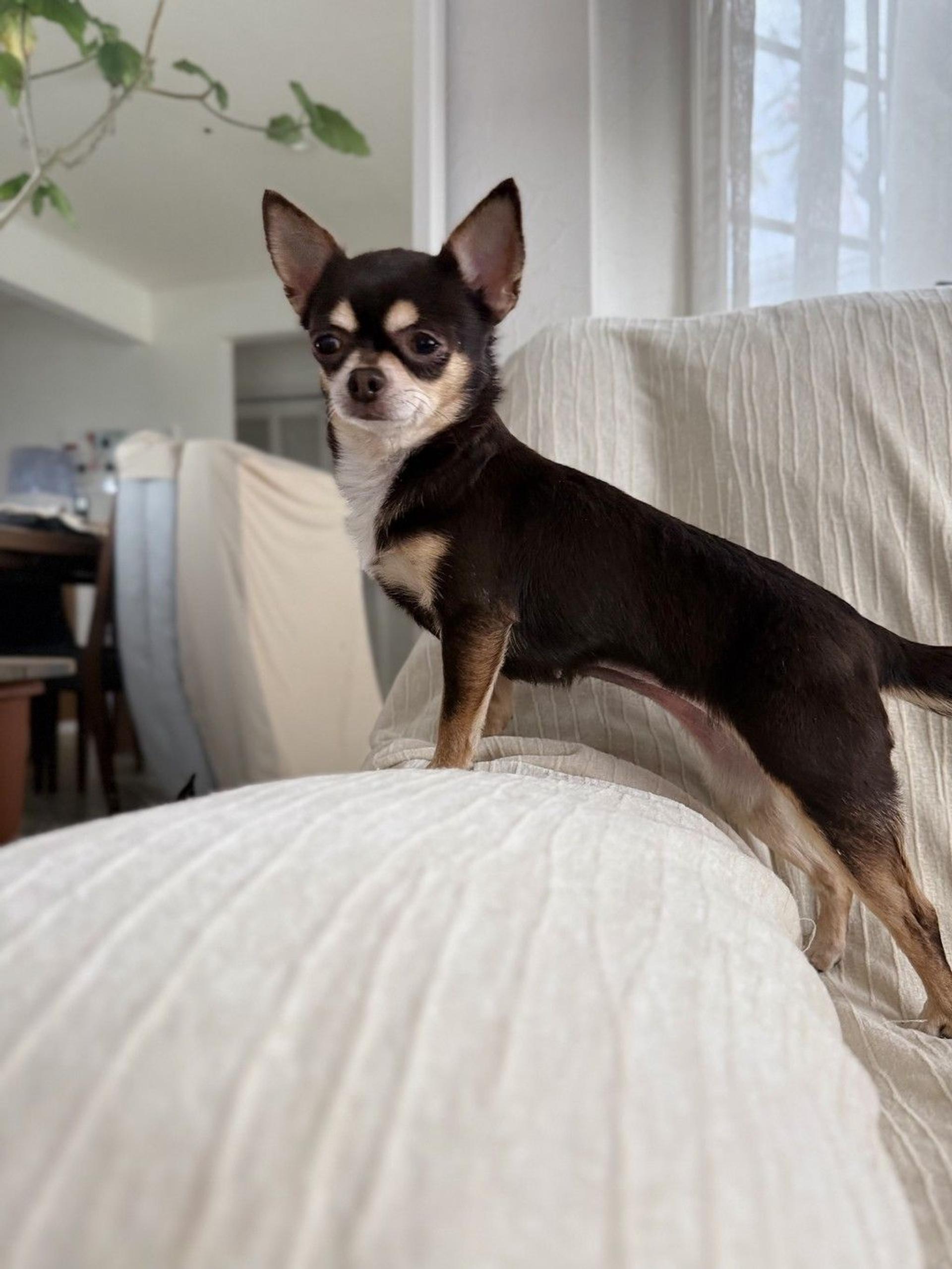 pet-image-4