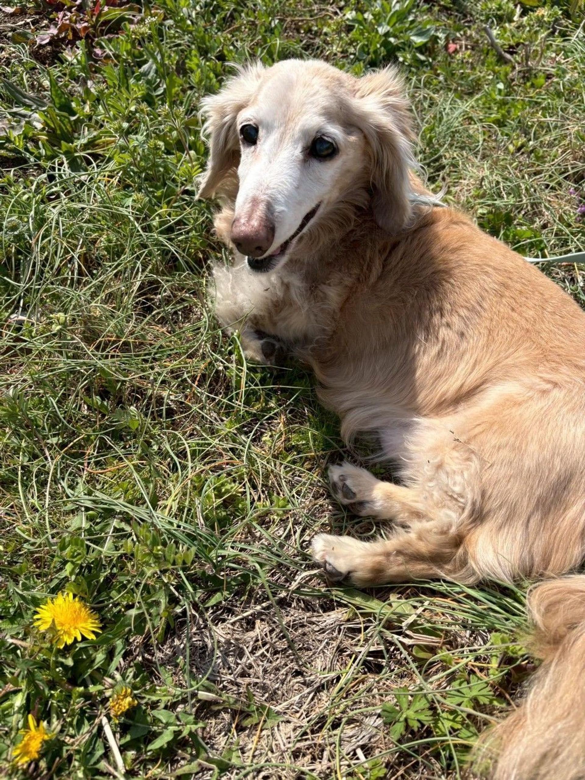 pet-image-3