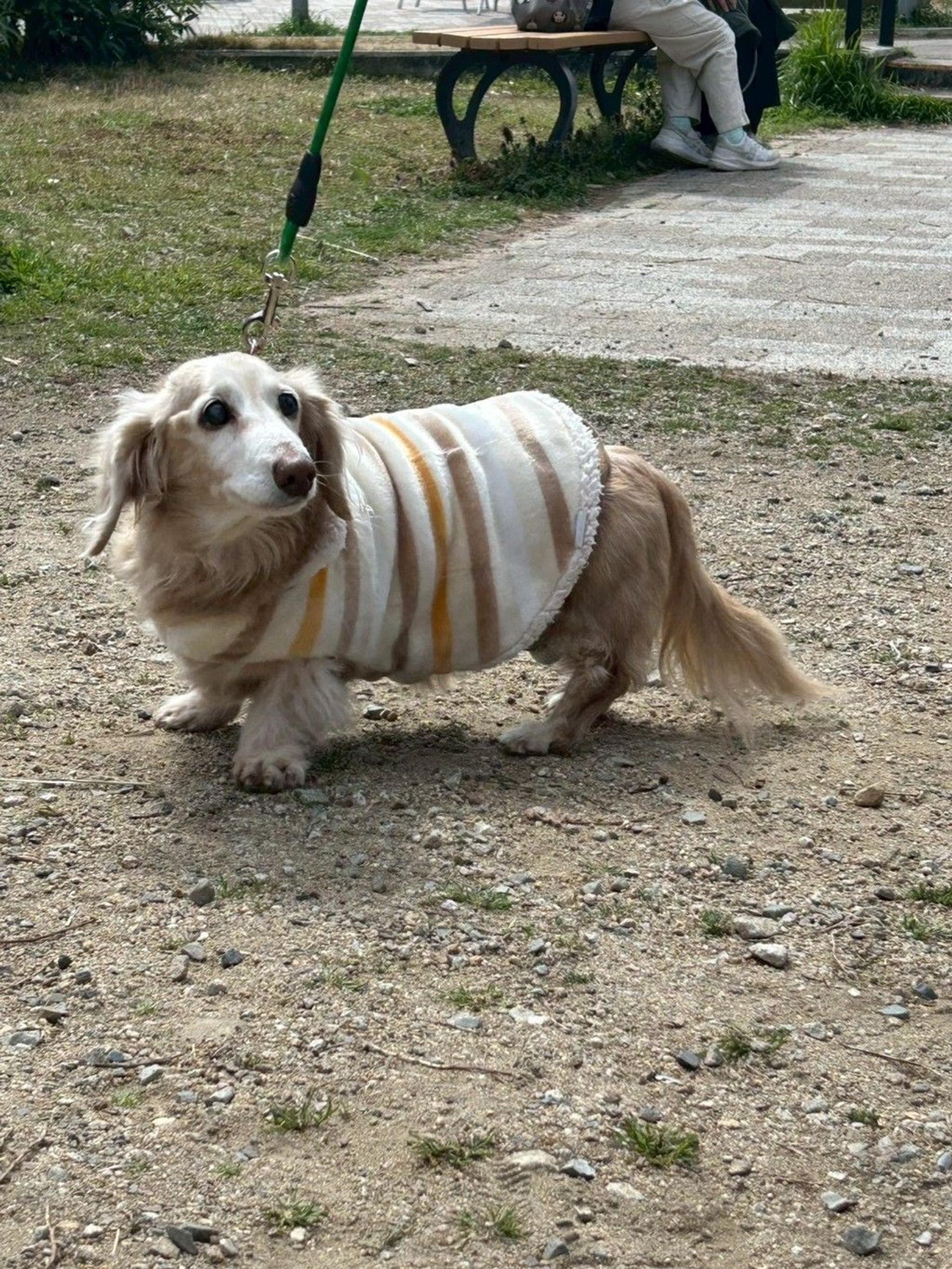 pet-image-4