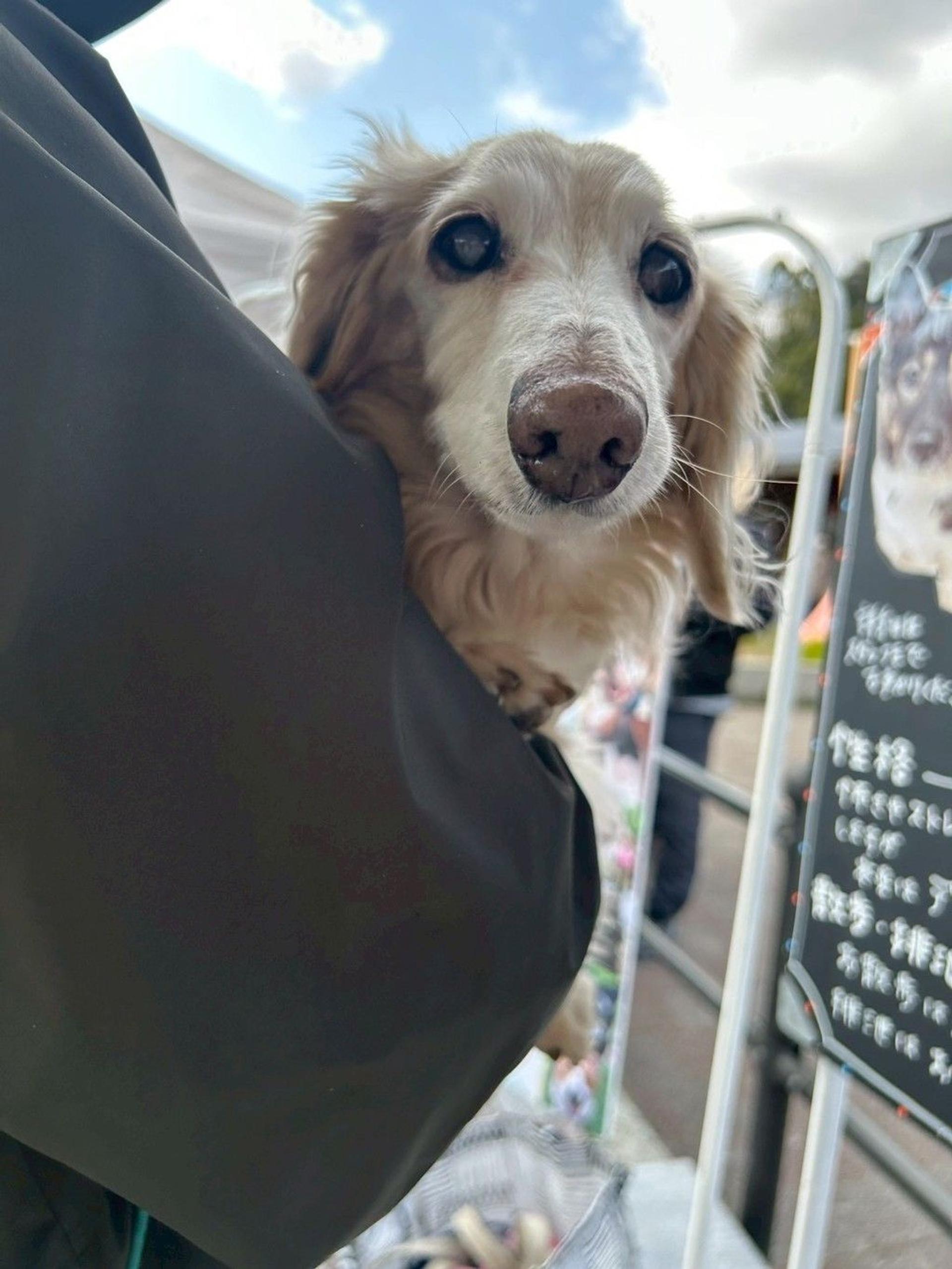 pet-image-6