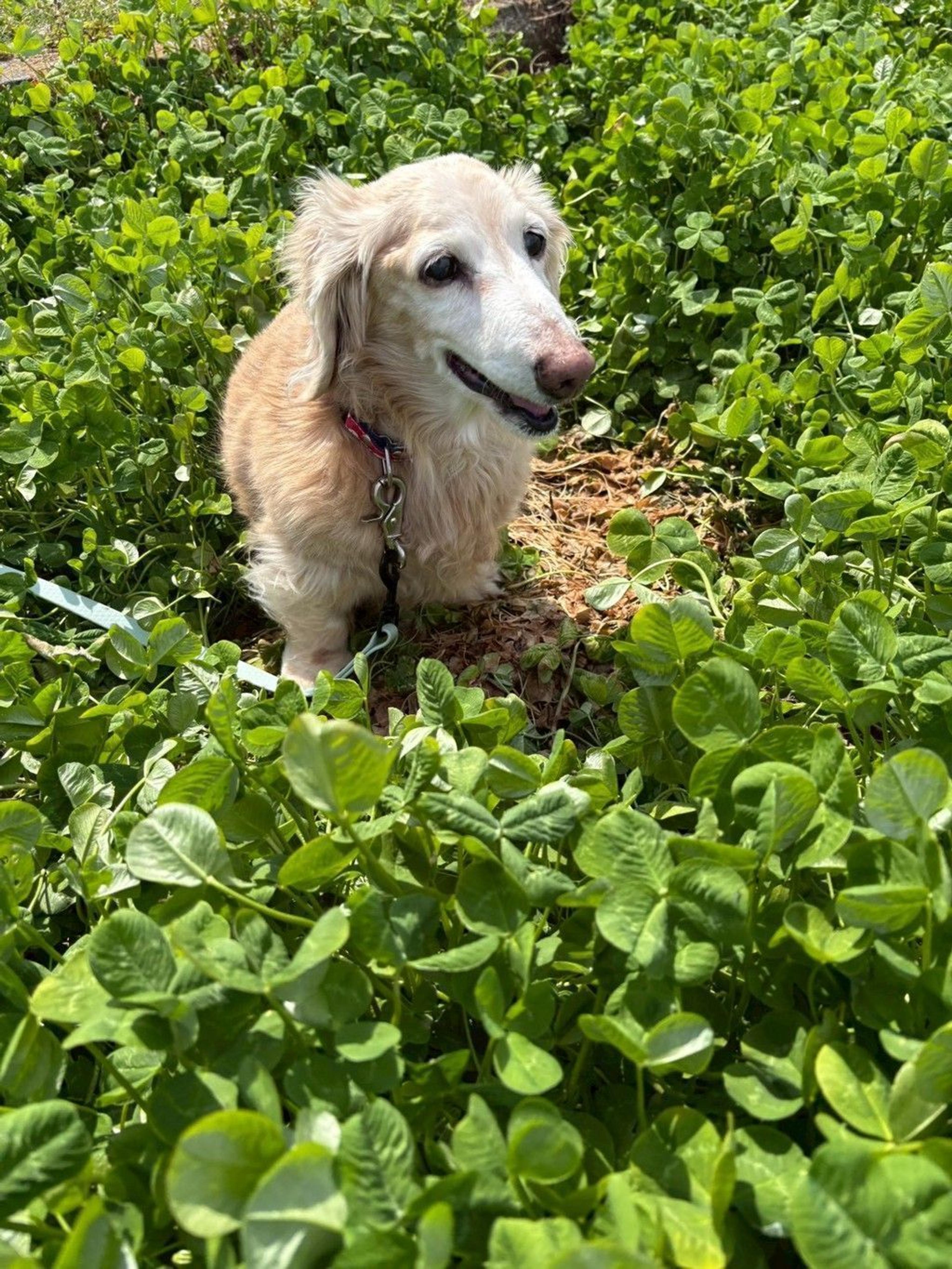 pet-image-7