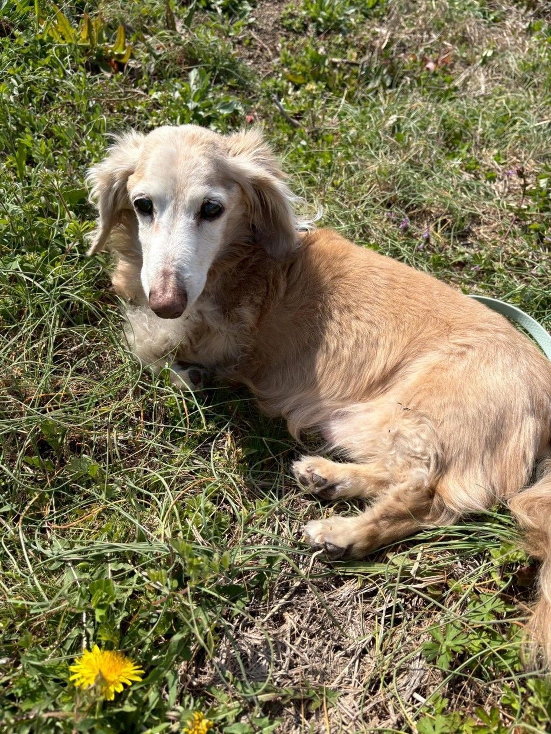 pet-image-9
