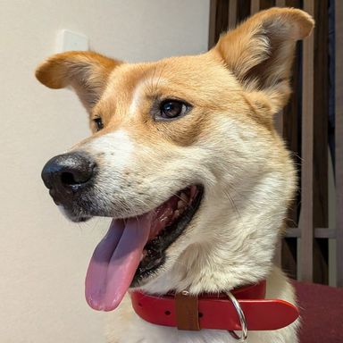 雑種（ミックス犬）・メスの里親募集の写真