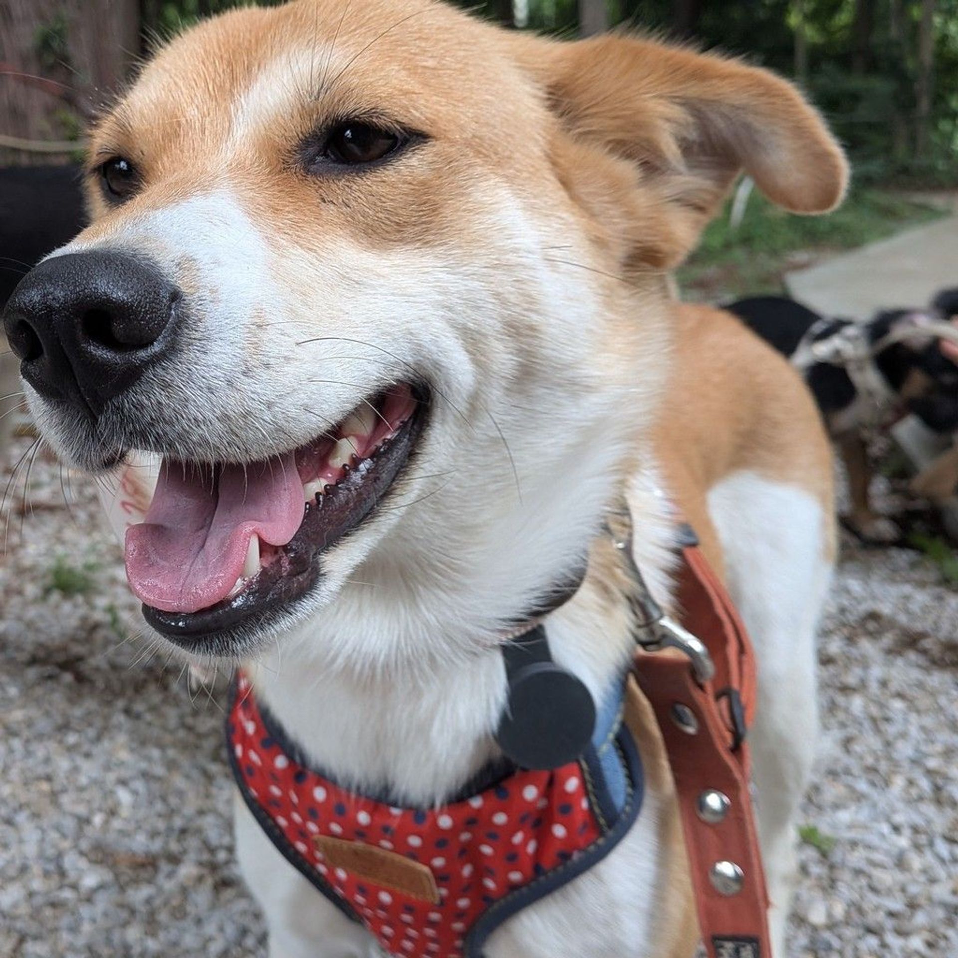 雑種（ミックス犬）・メスの里親募集の写真