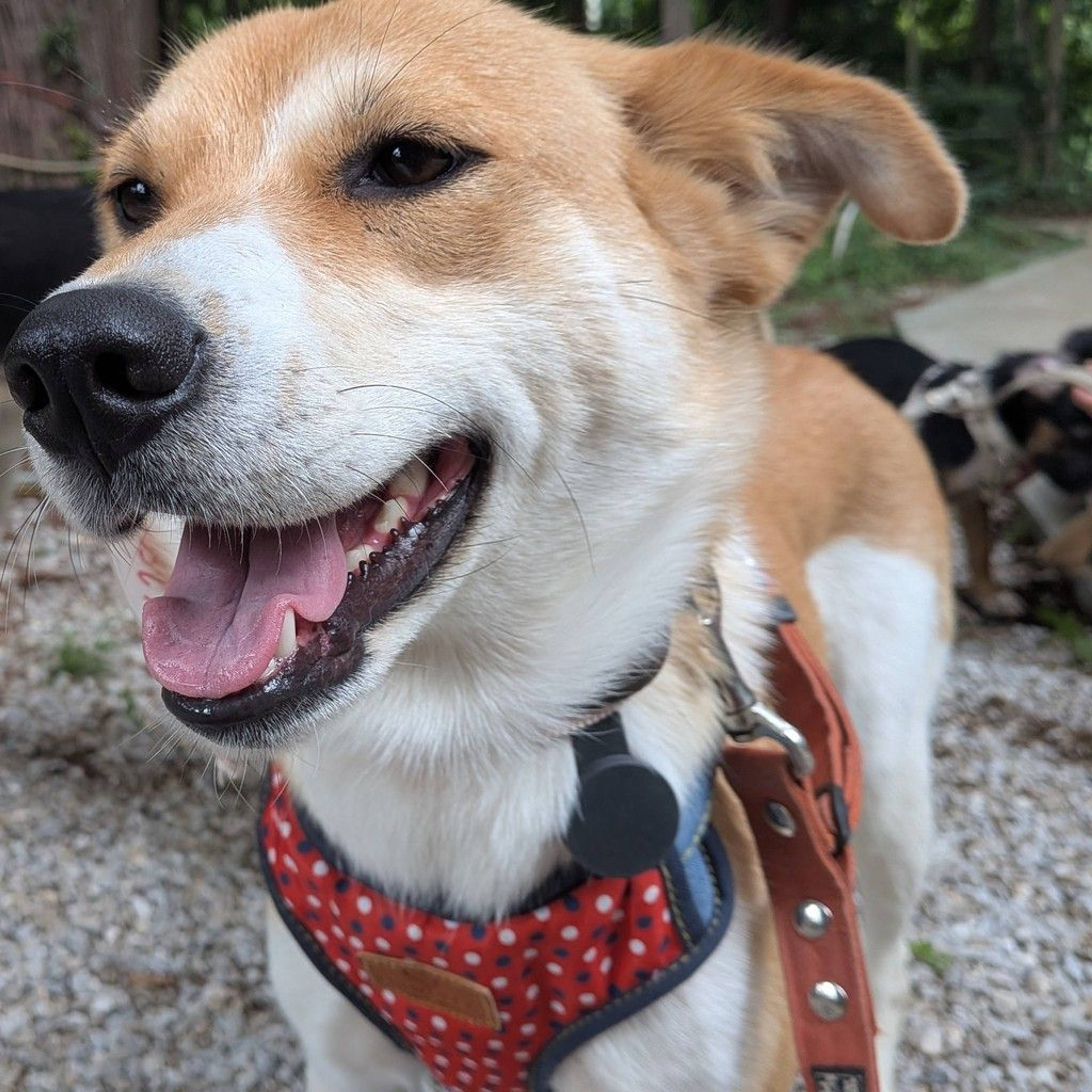 雑種（ミックス犬）・メスの里親募集の写真