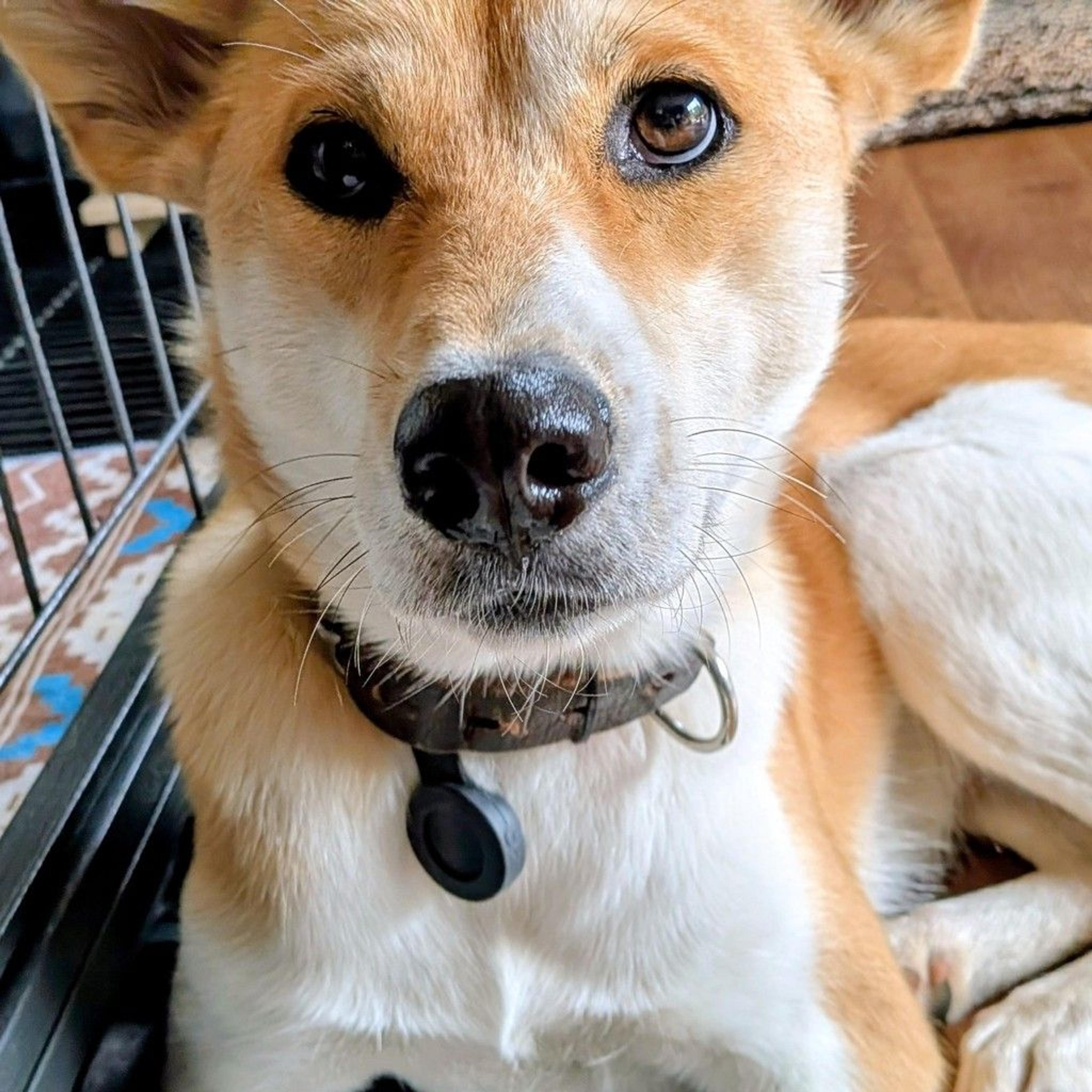 pet-image-3