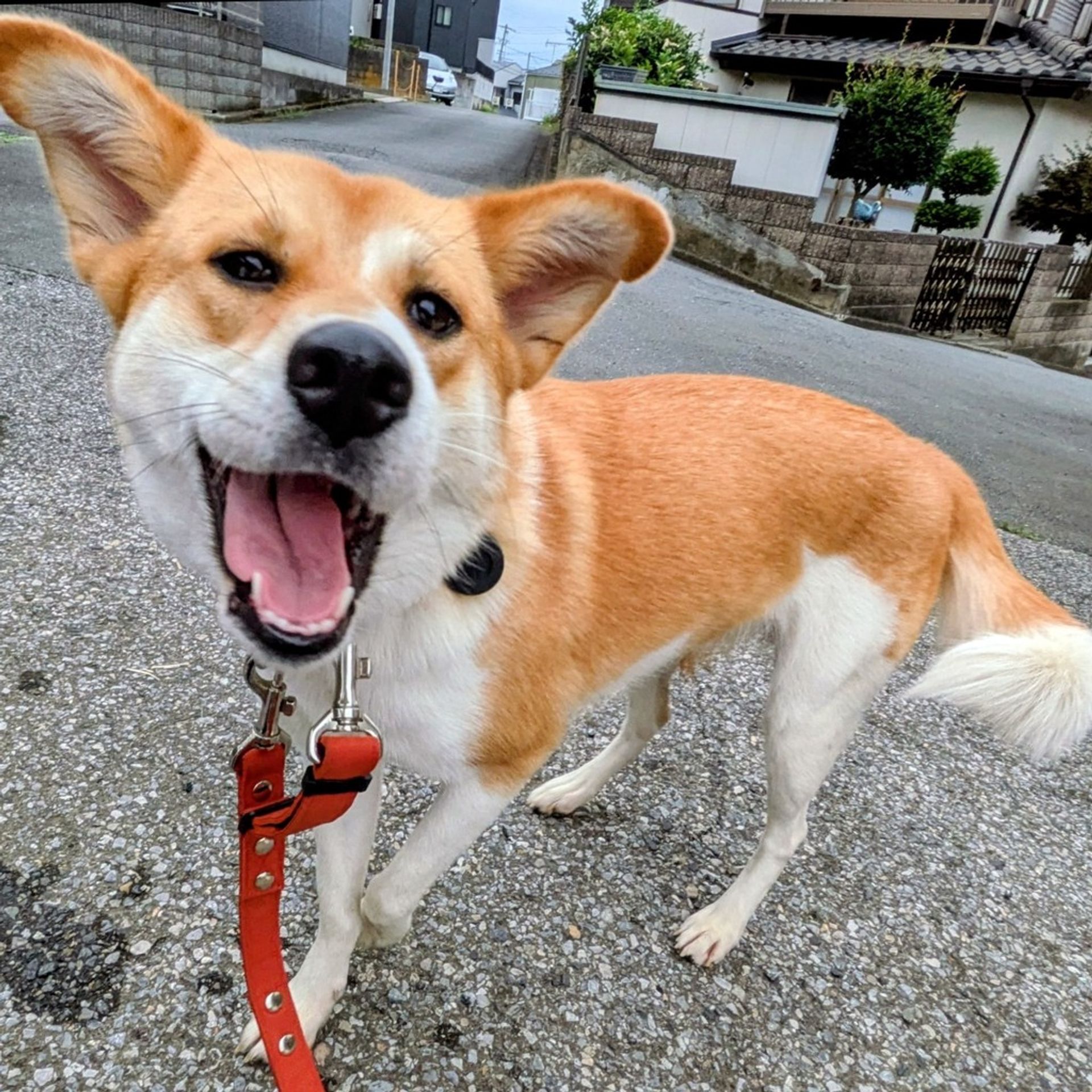 雑種（ミックス犬）・メスの里親募集の写真