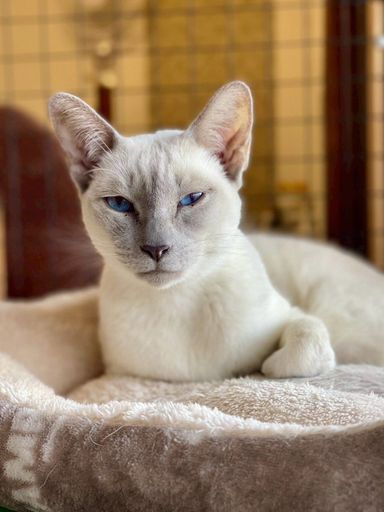 シャム・メスの里親募集の写真