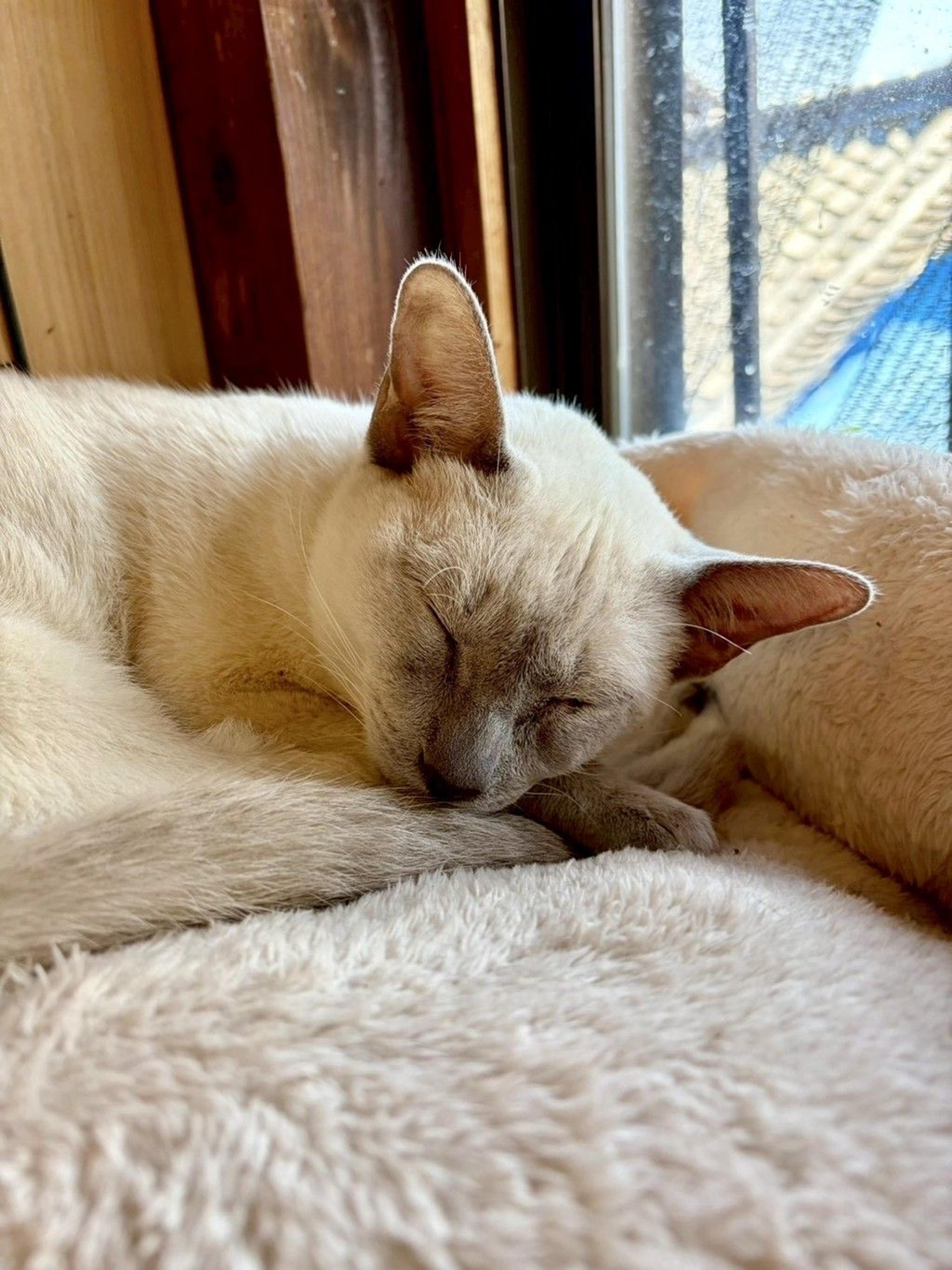 pet-image-5