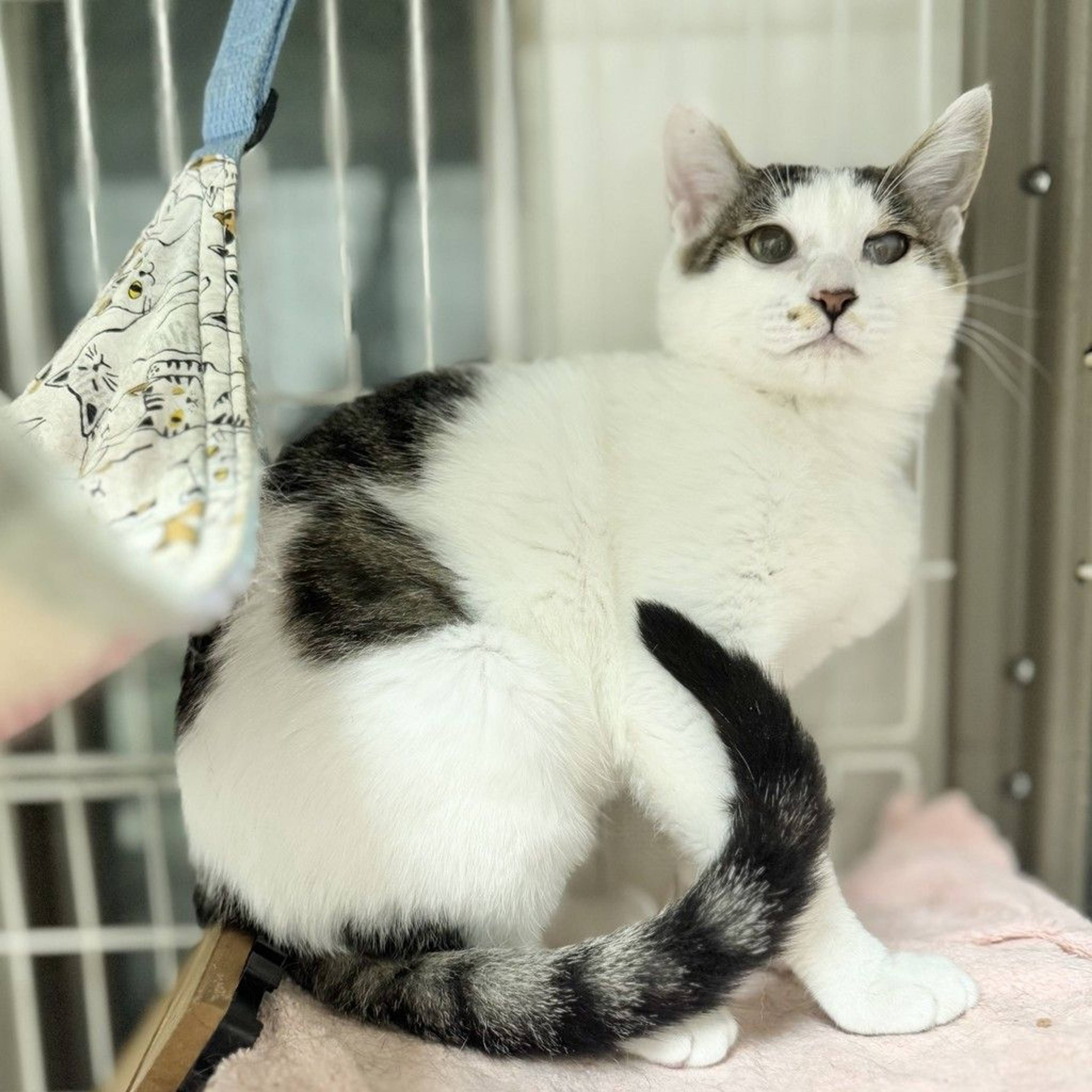 雑種（ミックス猫）・オスの里親募集の写真