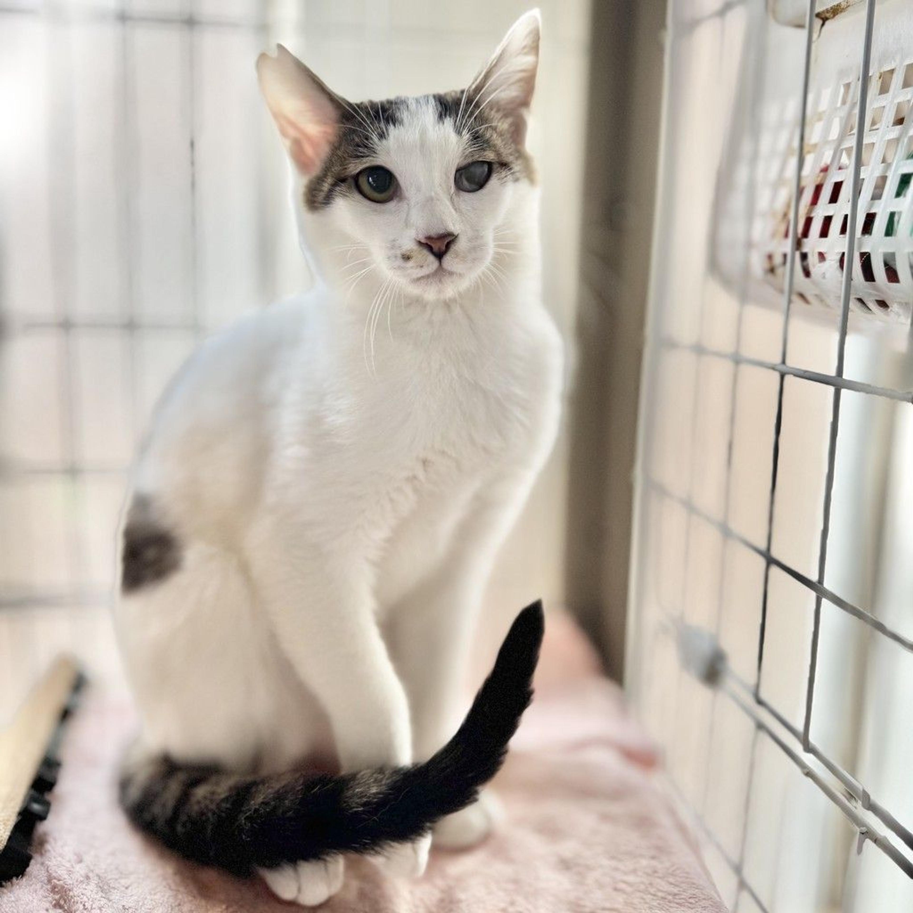 pet-image-2