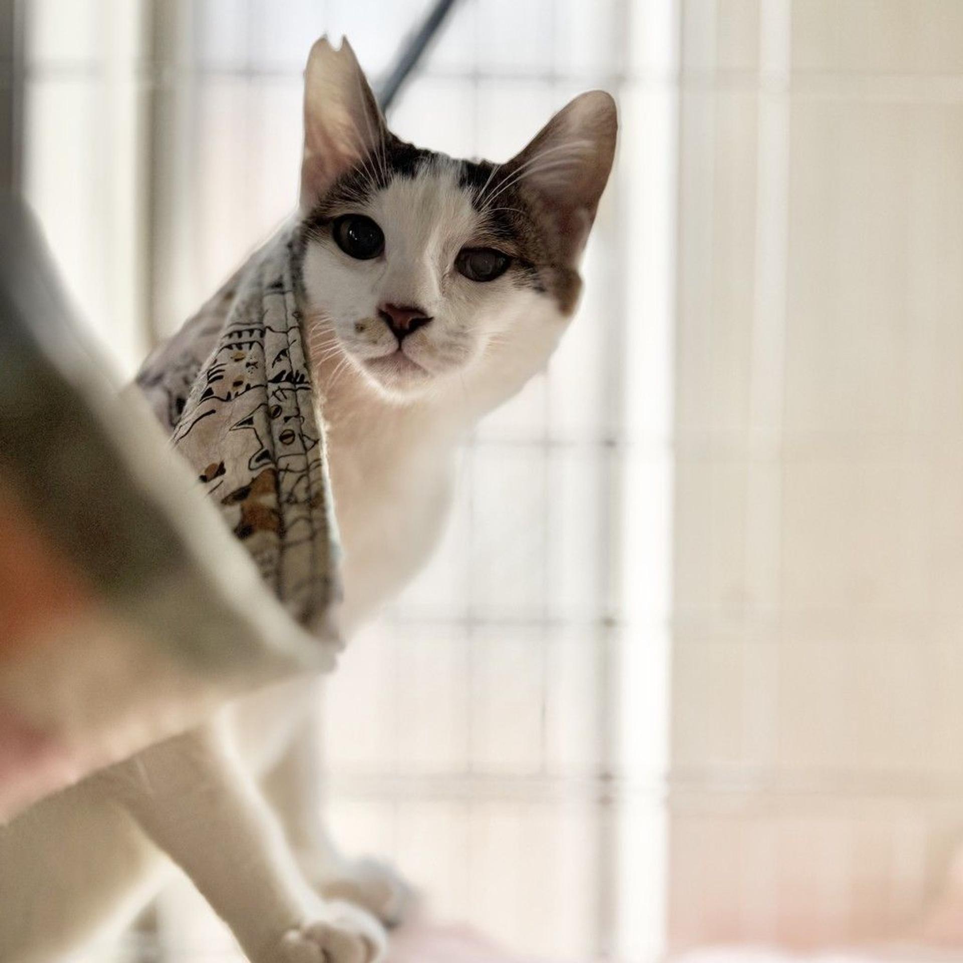 pet-image-3