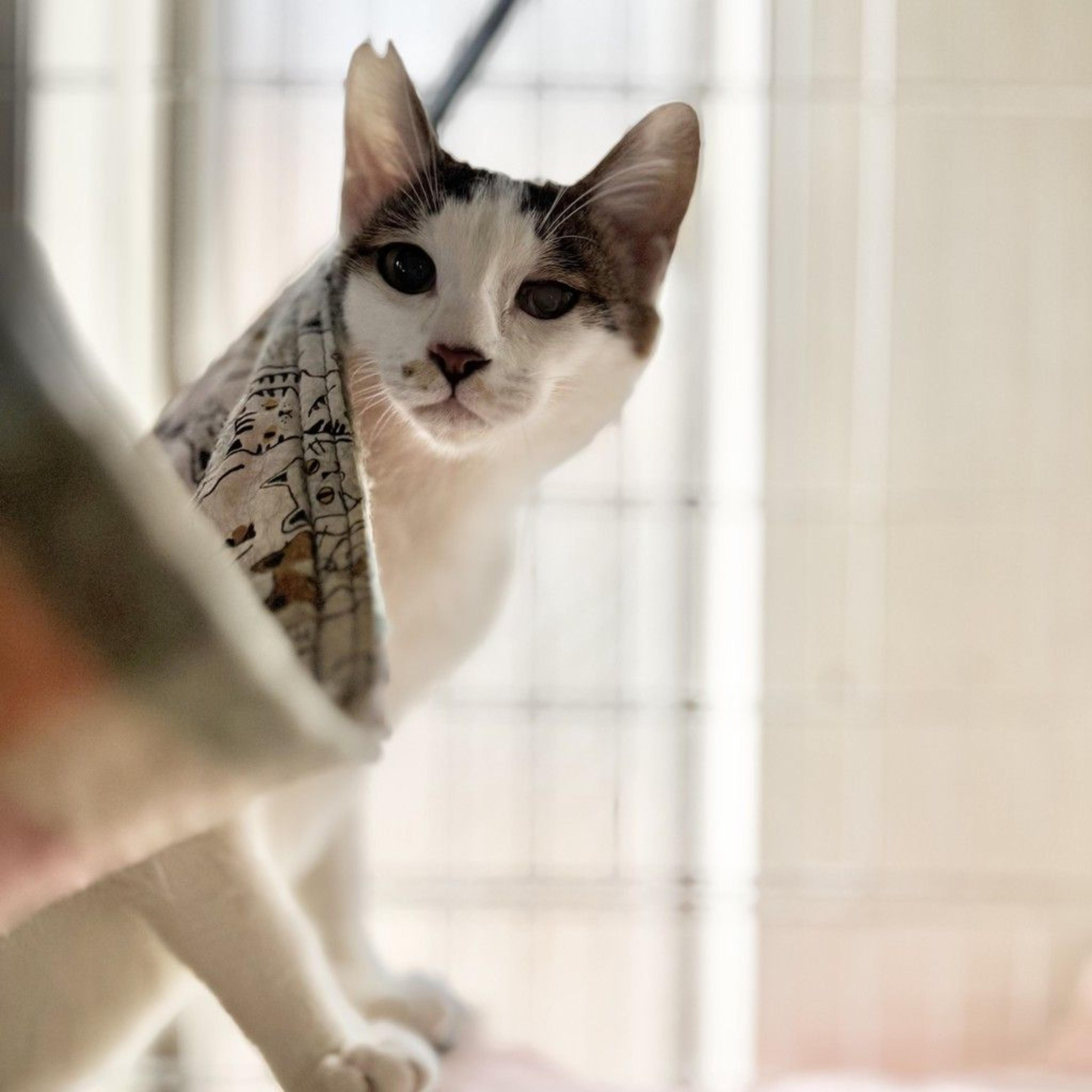 pet-image-3