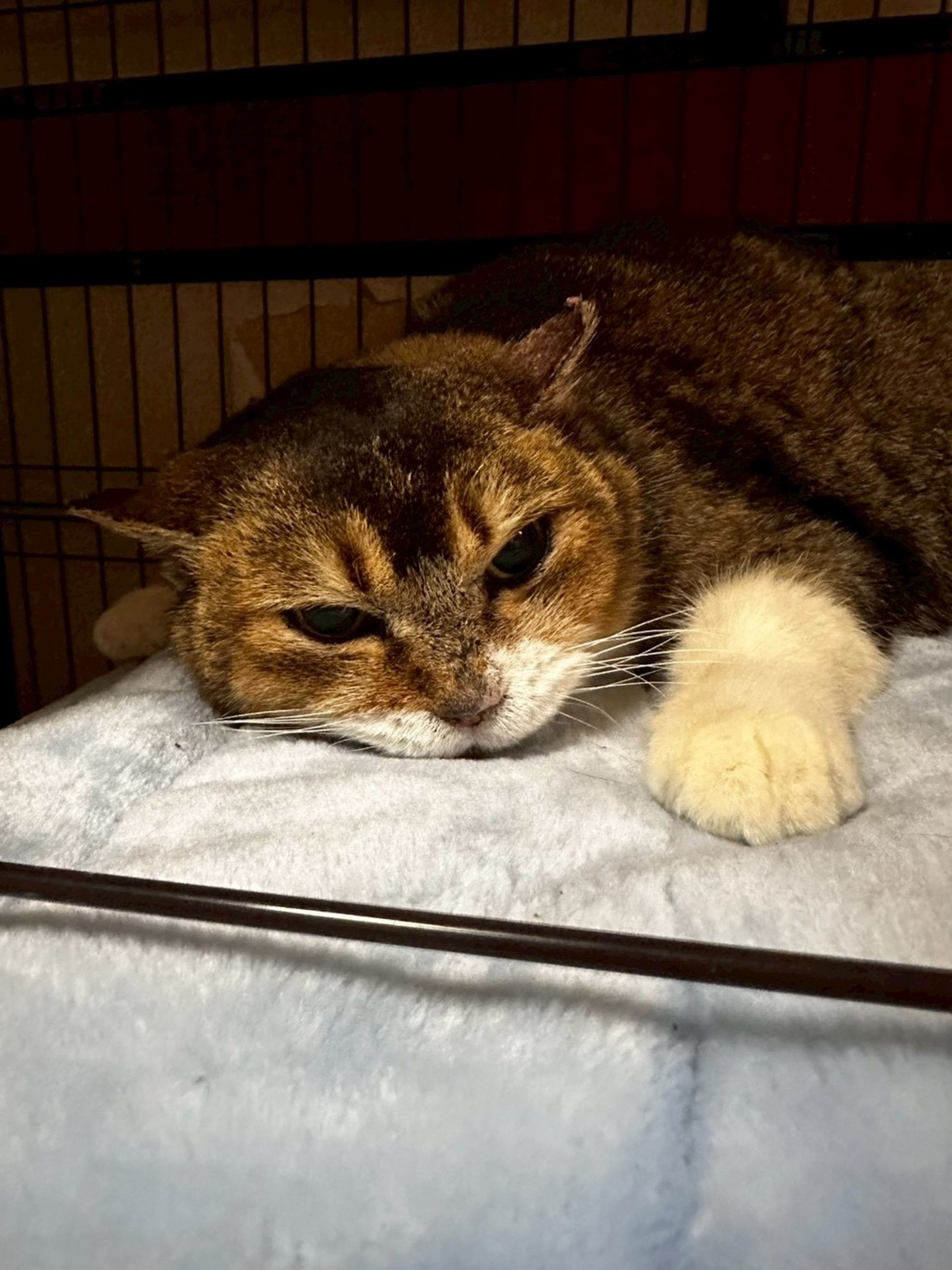 雑種（ミックス猫）・メスの里親募集の写真