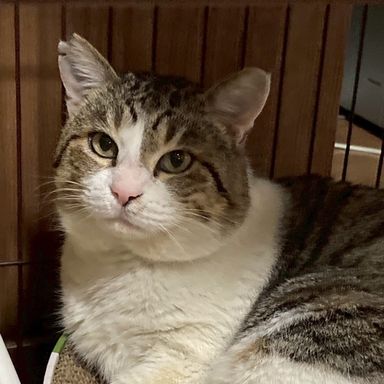 雑種（ミックス猫）・オスの里親募集の写真