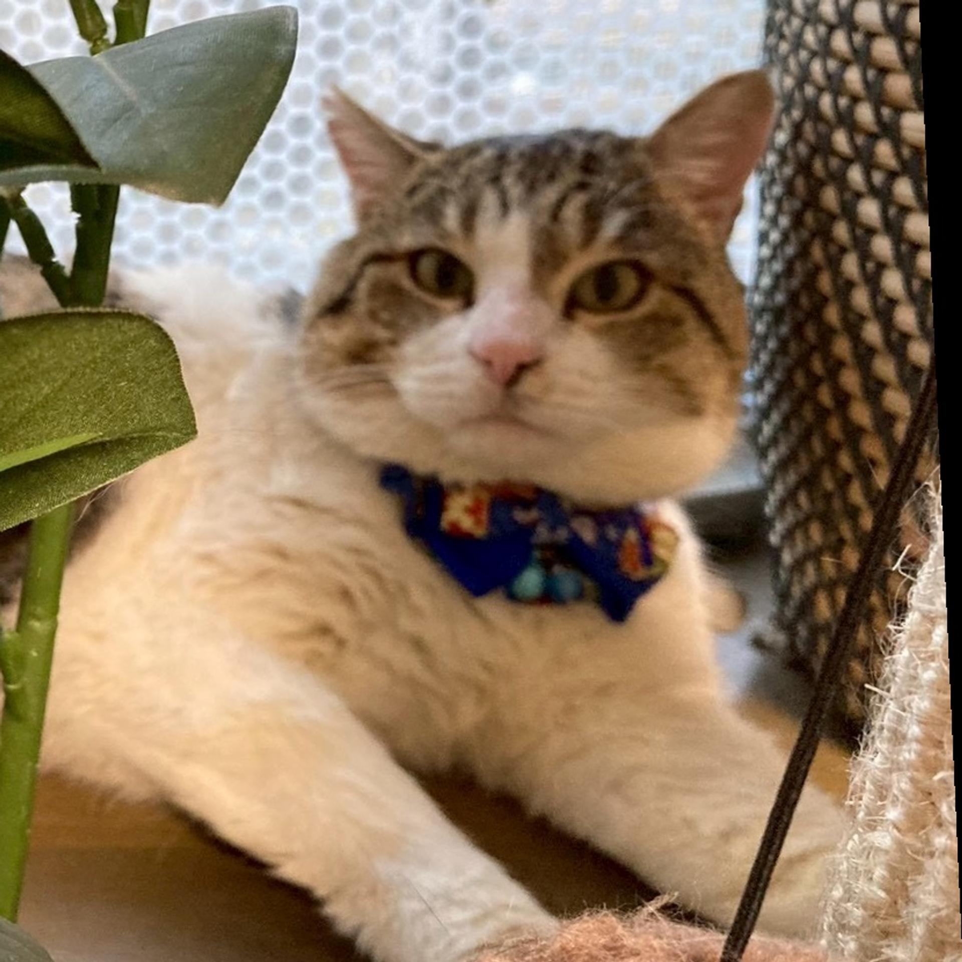 pet-image-2