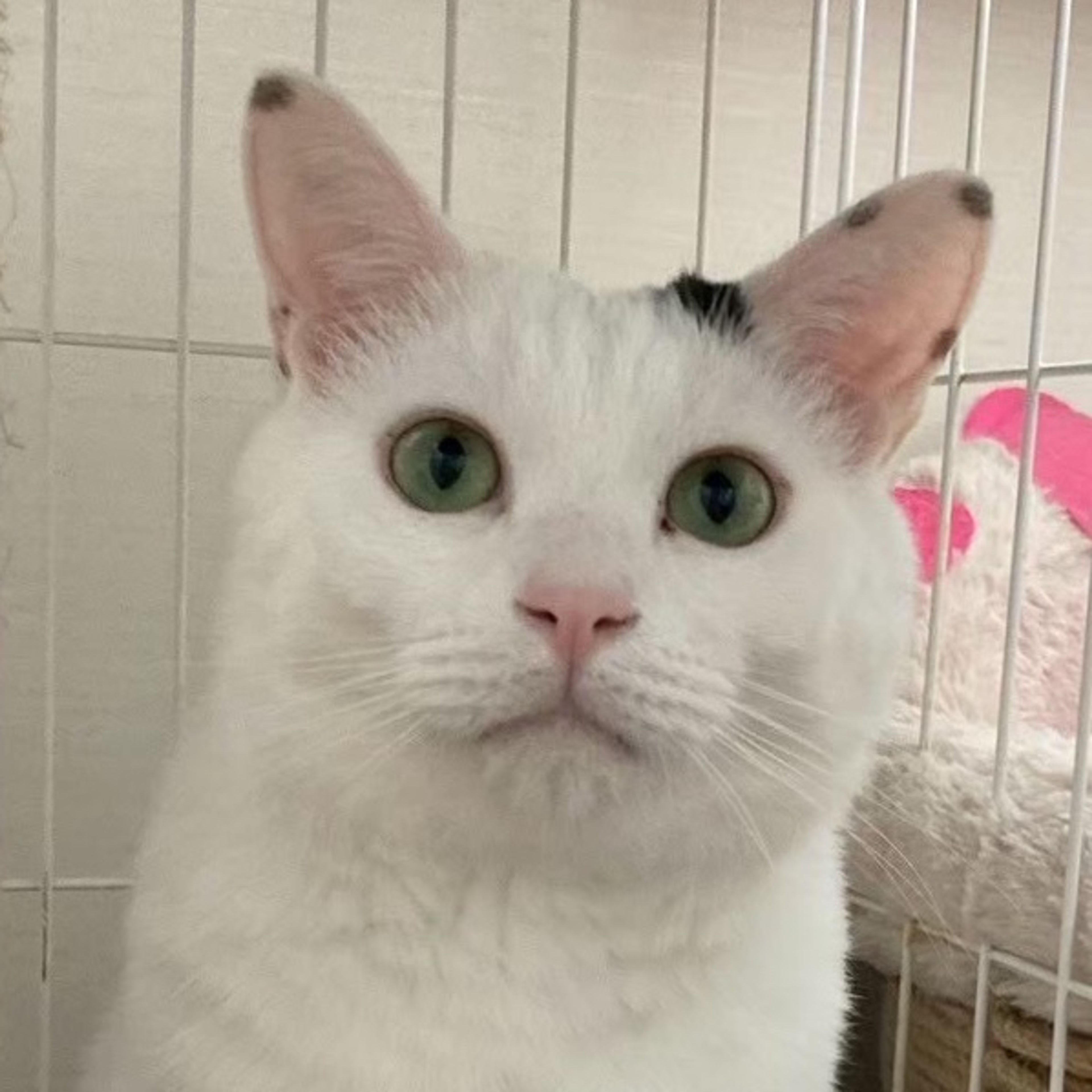 雑種（ミックス猫）・オスの里親募集の写真