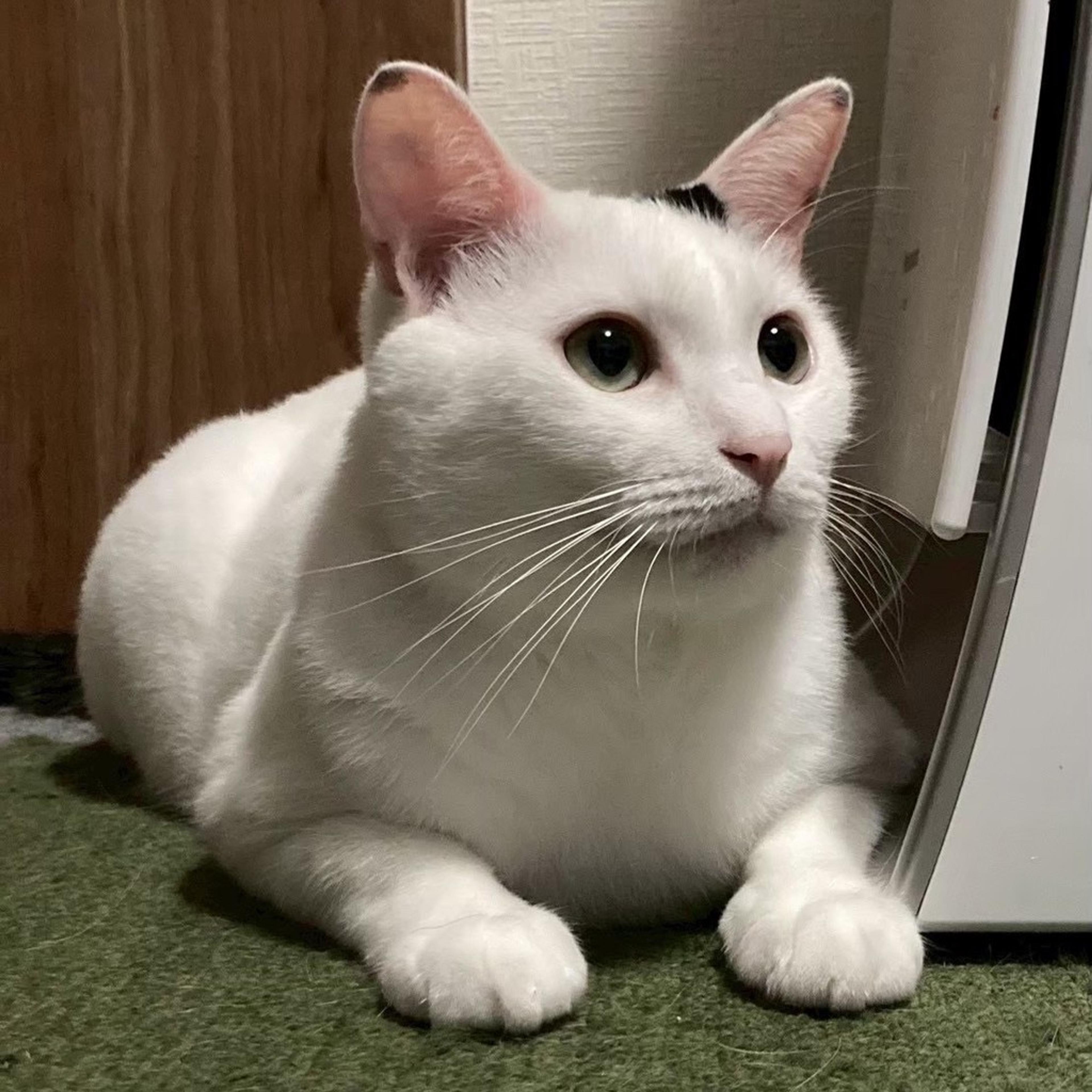 pet-image-2