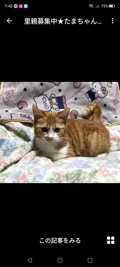 雑種（ミックス猫）・メスの里親募集の写真