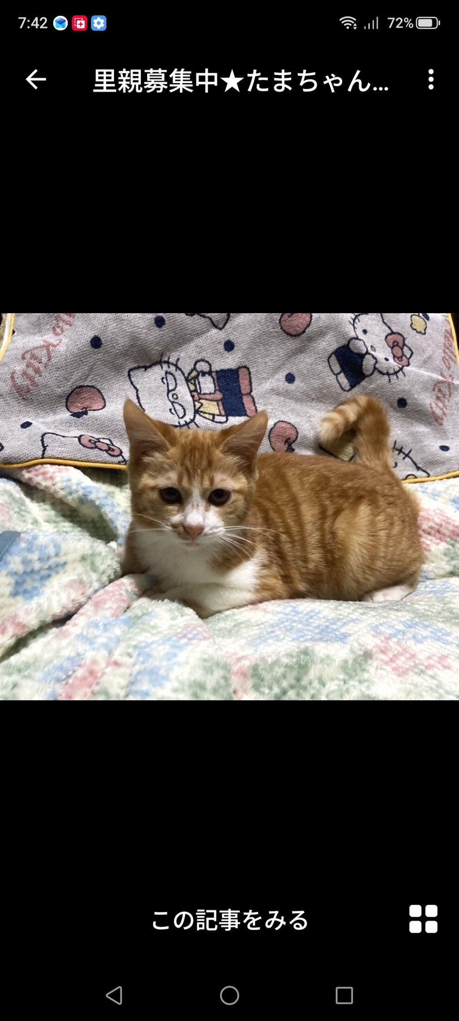 雑種（ミックス猫）・メスの里親募集の写真